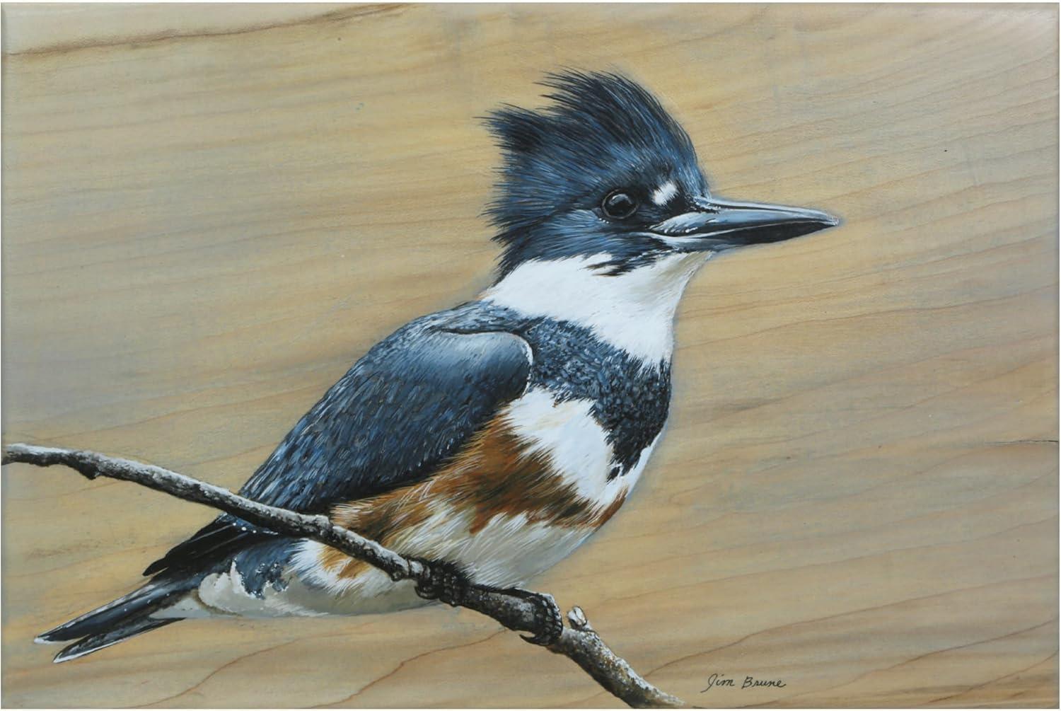 Canvas Wall Art - Jim Brune 'Belted Kingfisher' Wall Art for Living Room, Bedroom, or Office Décor by Trademark Fine Art - 19 x 12 Inches