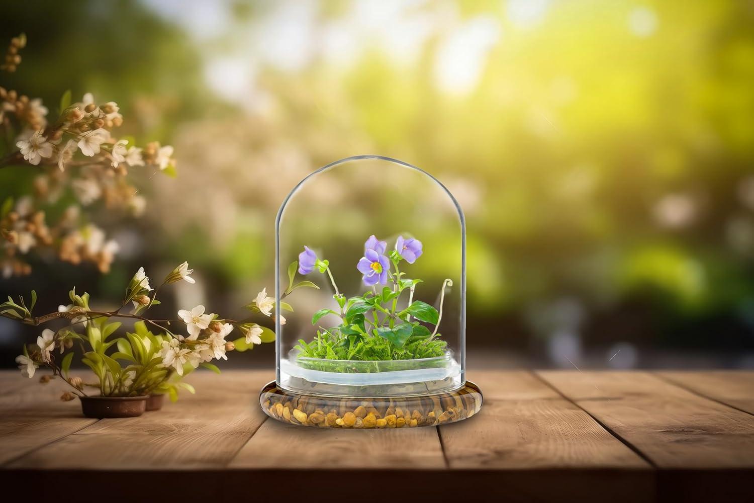 Award Winning: Persian Violet with Sundew Moss - Live Flower Terrarium in Self Sustaining Glass Jar, Maintenance Free and Blooms All-Season, Great Unique Gift and Home Decor, 100% Growth Guarantee