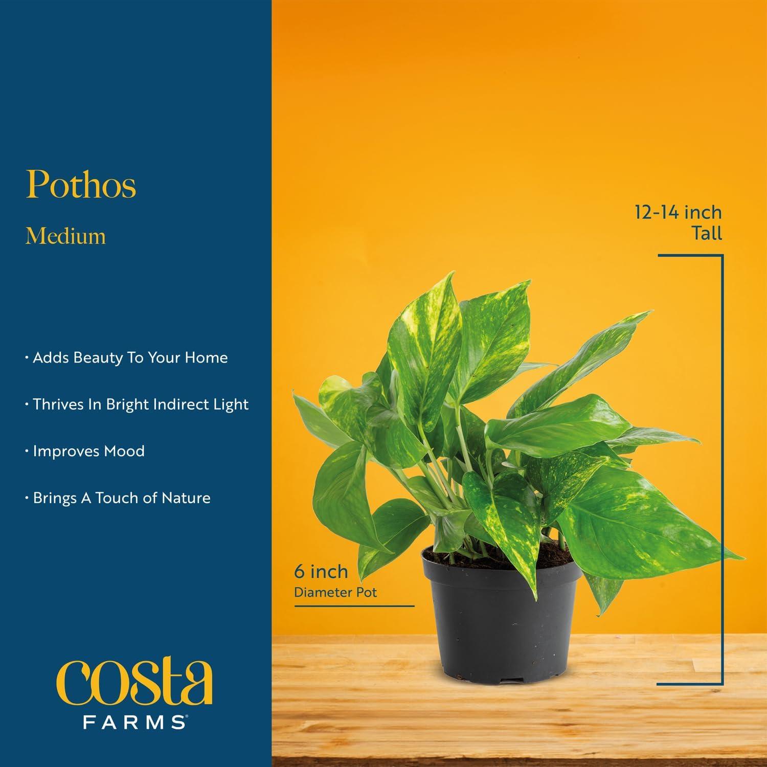 Costa Farms 12" Tall Philodendron Painted Lady, Medium Indirect Sunlight, Indoor Live House Plants