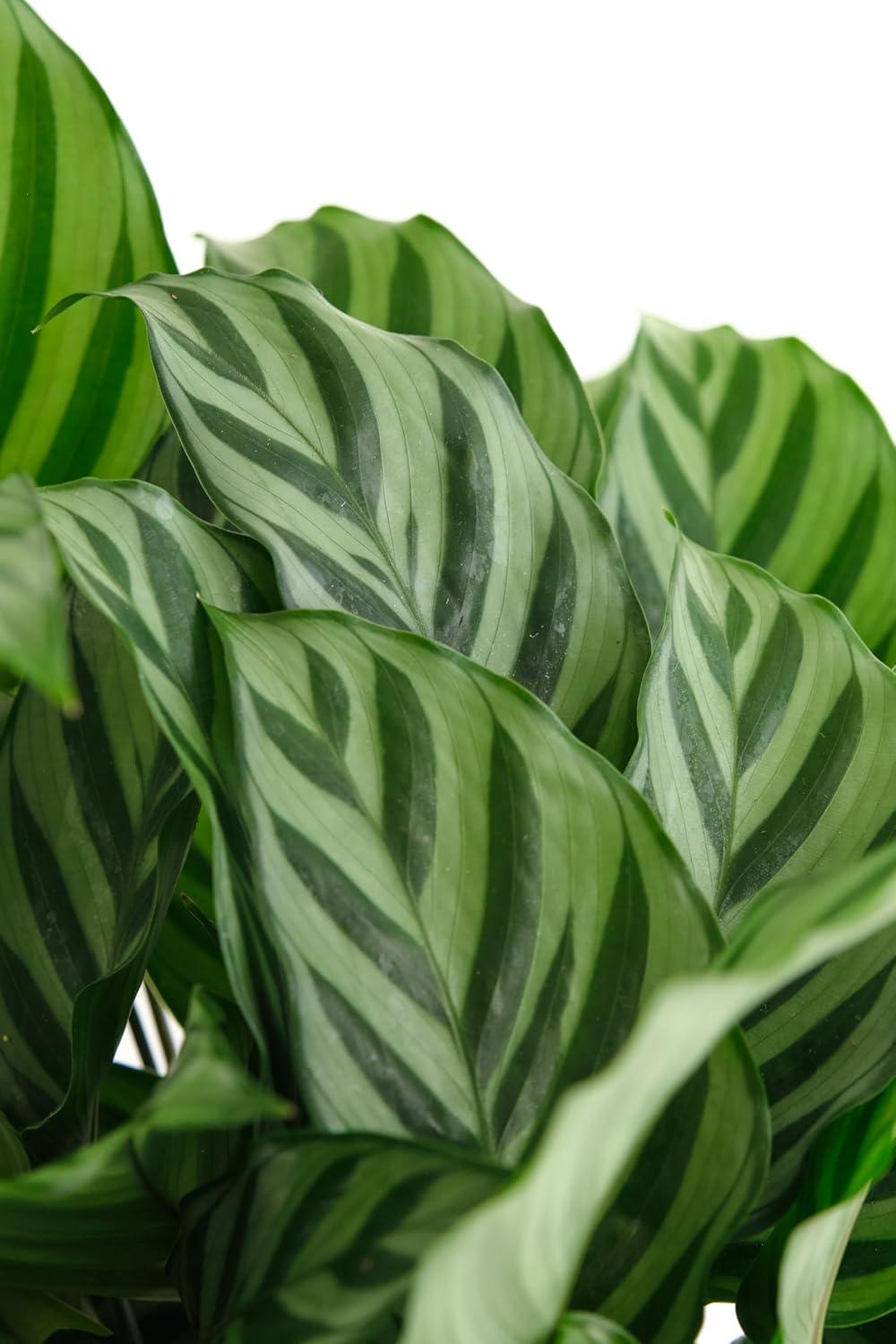 Calathea Freddie Green and Burgundy Indoor Succulent in Pot