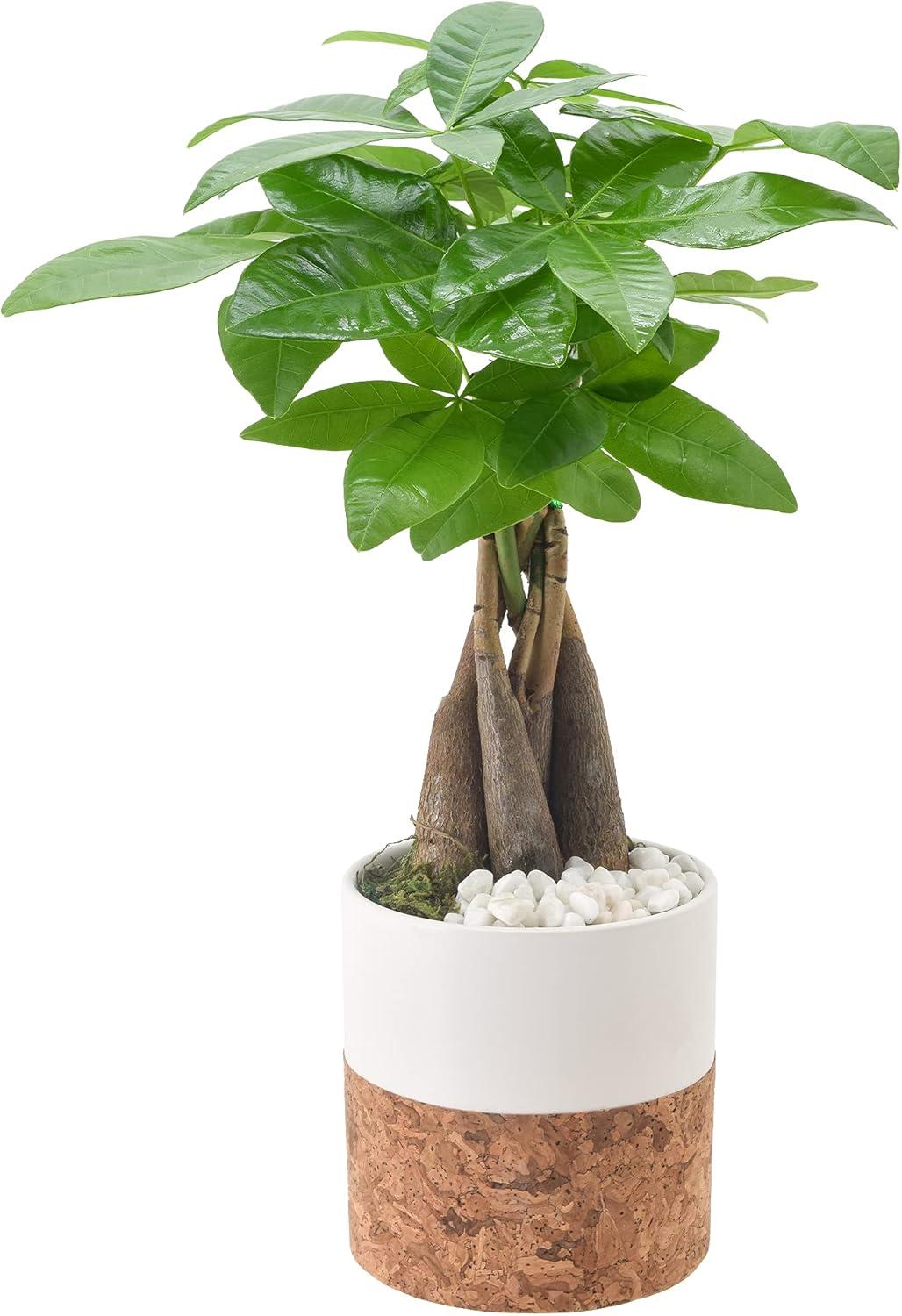 Arcadia Garden Products Live Money Tree (Pachira Aquatica) (Jade Plant) Plant in Ceramic Pot