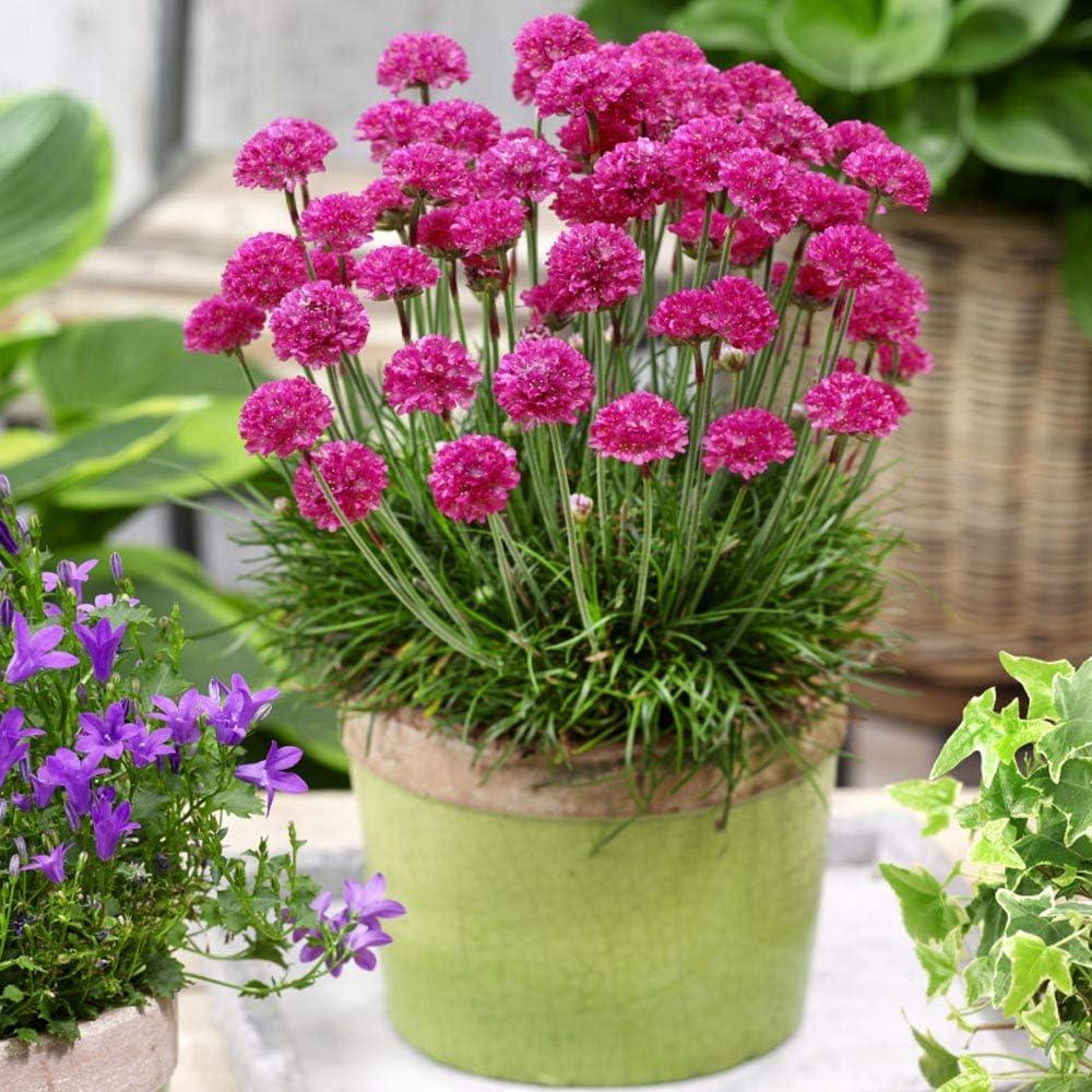 Outsidepride Perennial Armeria Maritima Ground Cover Plant Seed for Full Sun - 2000 Seeds