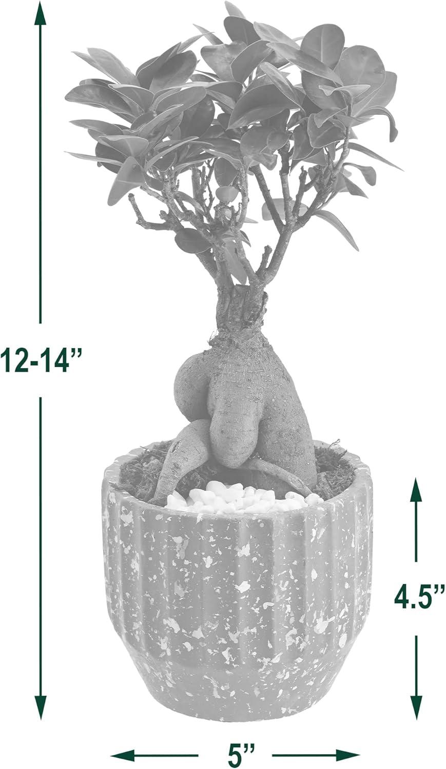 Bright Light 14'' White Small Ginseng Ficus Bonsai in Ceramic Planter