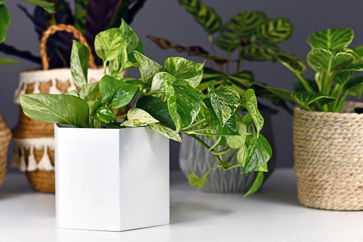 American Plant Exchange American Plant Exchange Marble Queen Pothos, 6-Inch Pot, Live Vining Plant, Easy Care Houseplant for Home & Garden