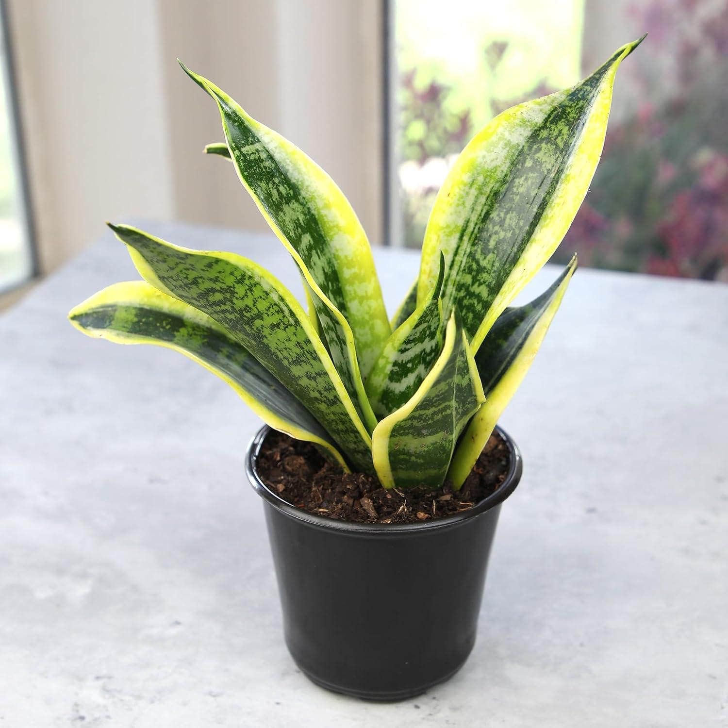 Sansevieria Superba Indoor Succulent with Yellow Edged Leaves