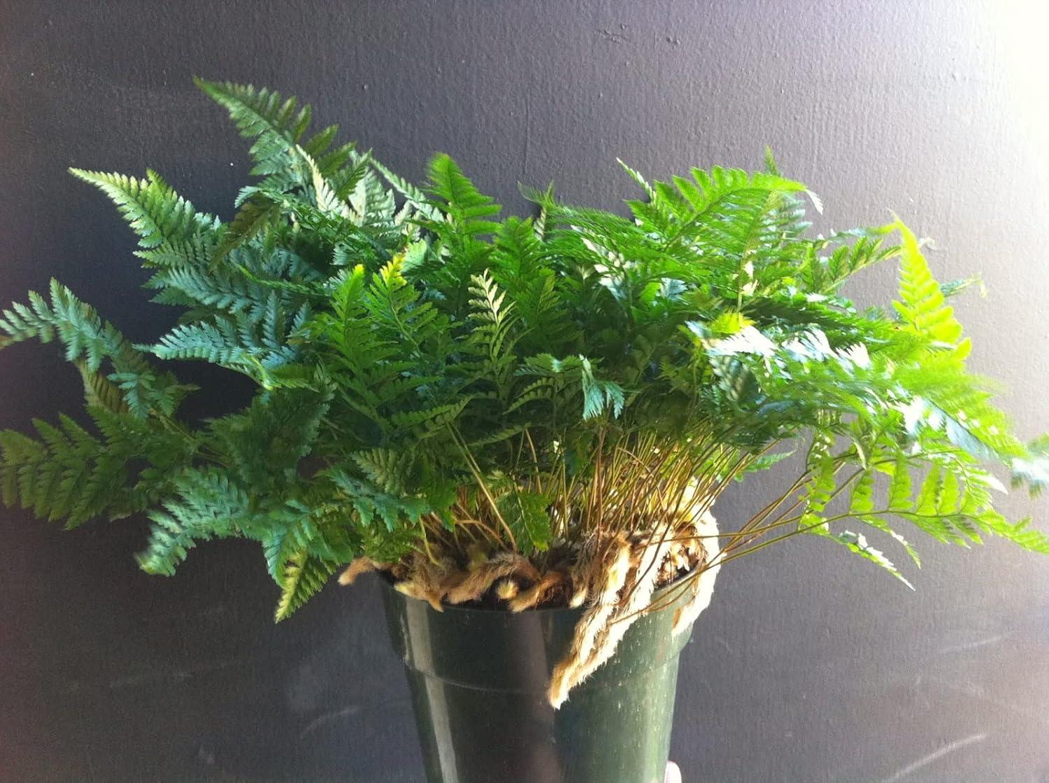 Rabbit's Foot Fern in 4-Inch Green Pot