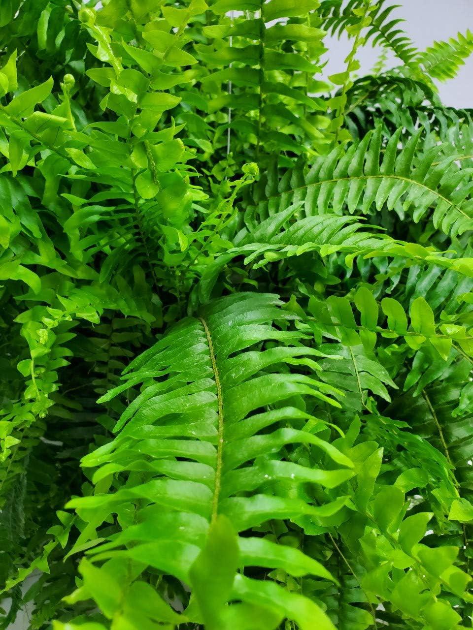 Tropical Plants of Florida 10" Boston Fern Hanging Basket 32" to 34" Wide; Bright, Indirect Sunlight, Large Hanging Plant with Metal Hanger