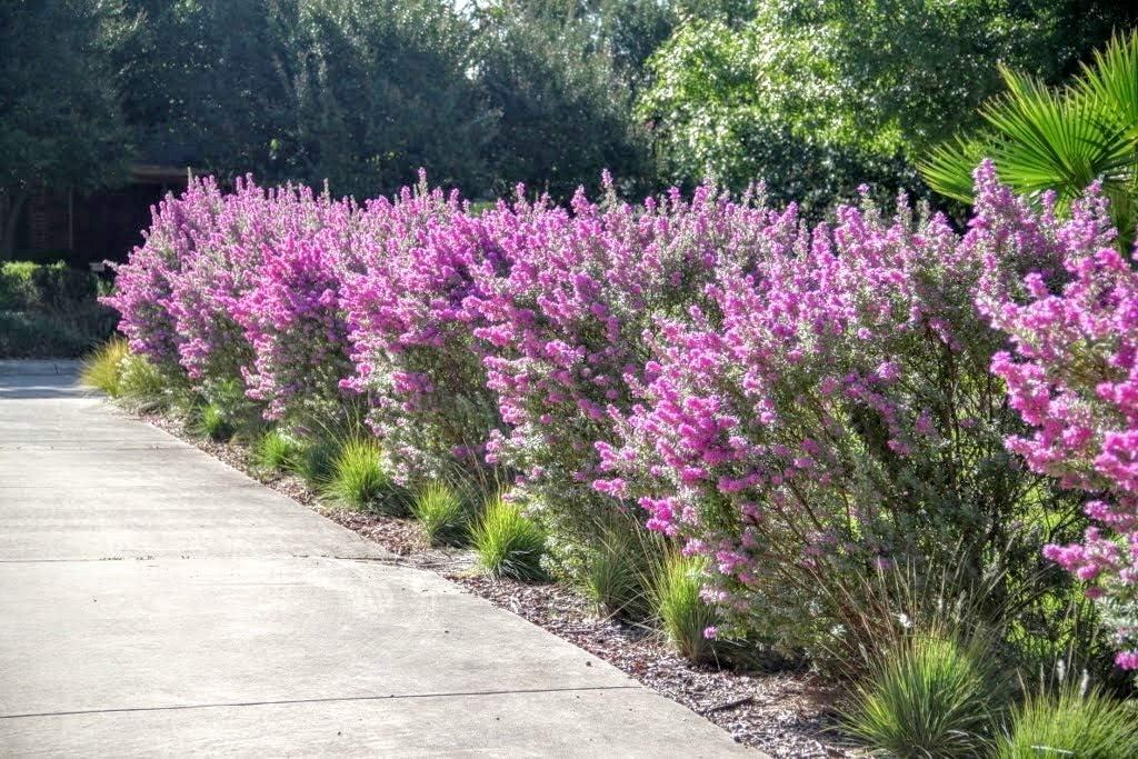 Texas Sage Outdoor Flowering Shrub with Silver Foliage