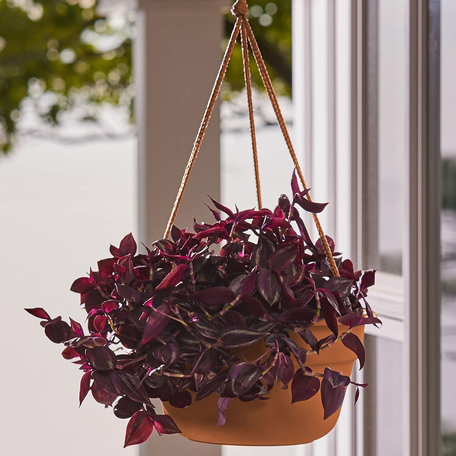 Bloem 6.8 in. H X 12.4 in. D Resin Dura Cotta Hanging Basket Terracotta Clay