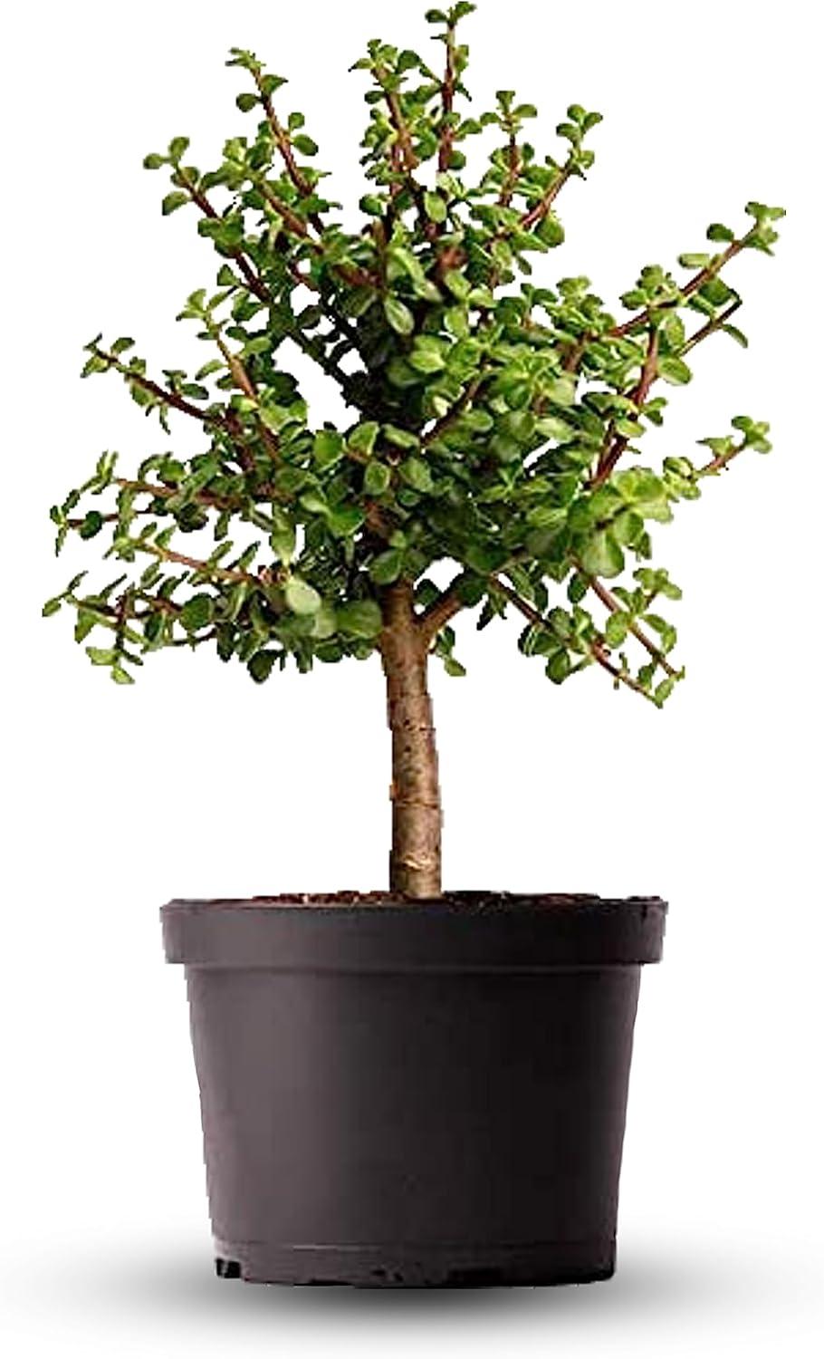 Dwarf Jade Tree Miniature Bonsai in Green Pot