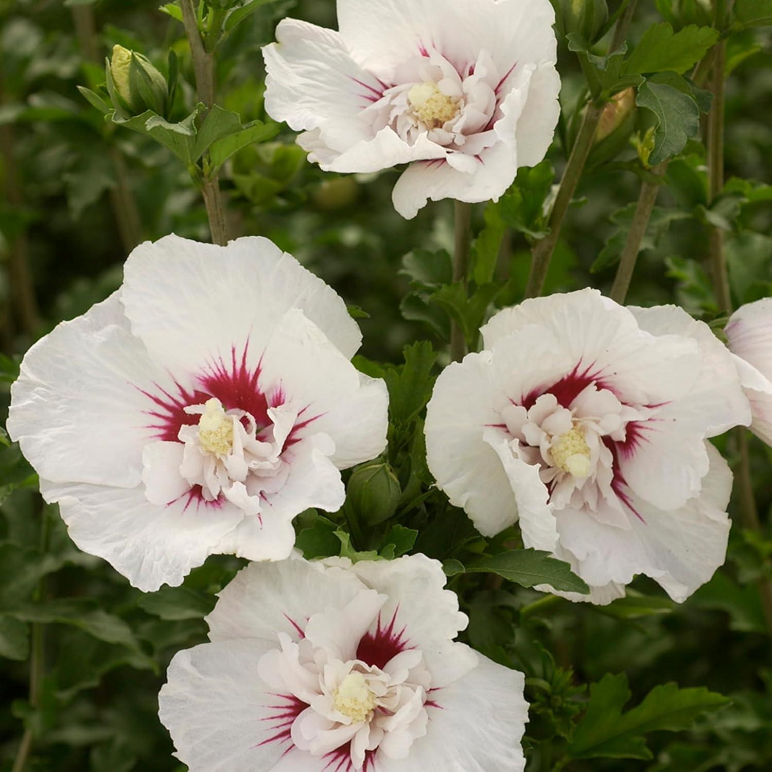 First Editions Hibiscus Bali Live Shrub in 2-Gallon Grower Pot