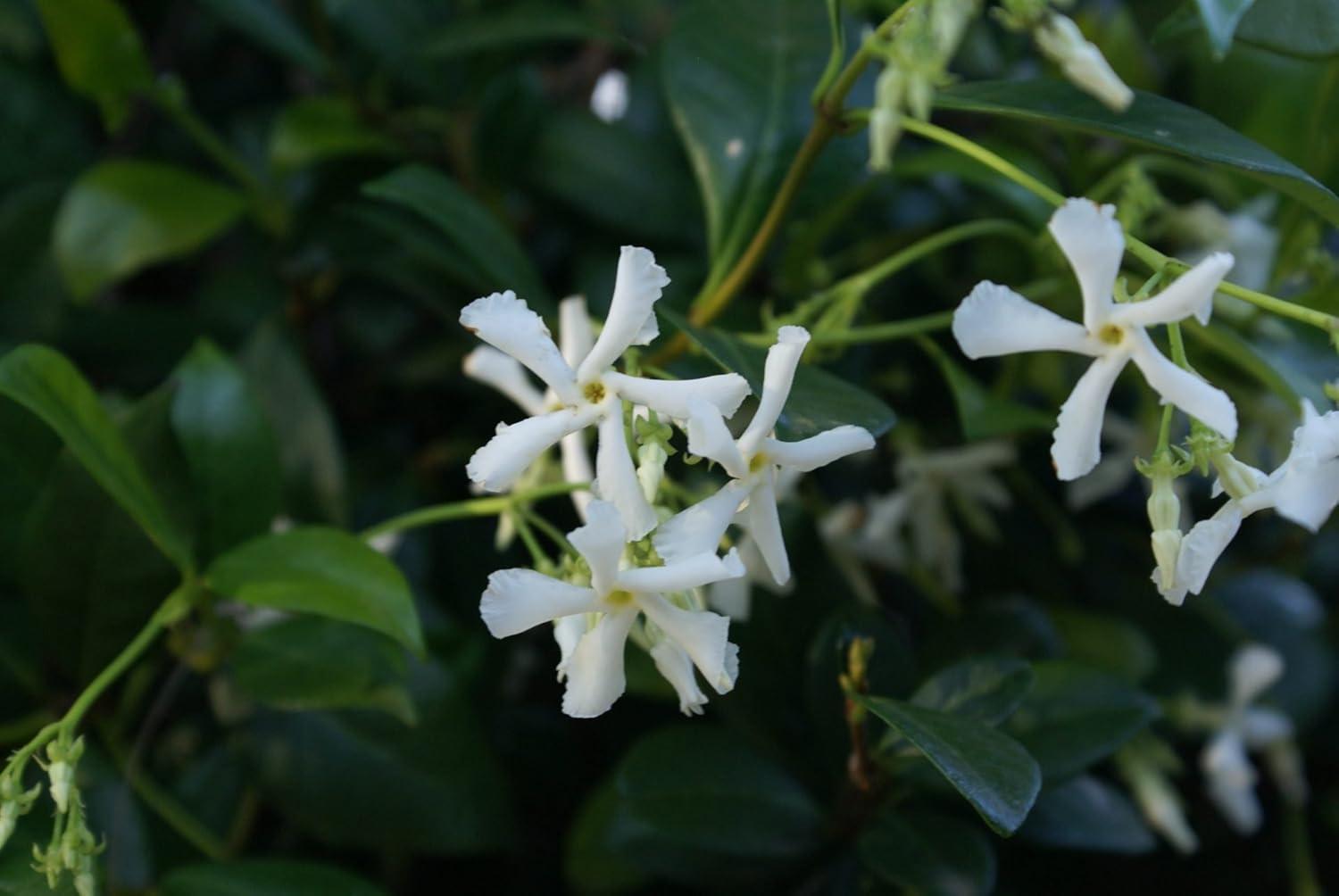 Star Jasmine 10 Live Plants Evergreen Vine