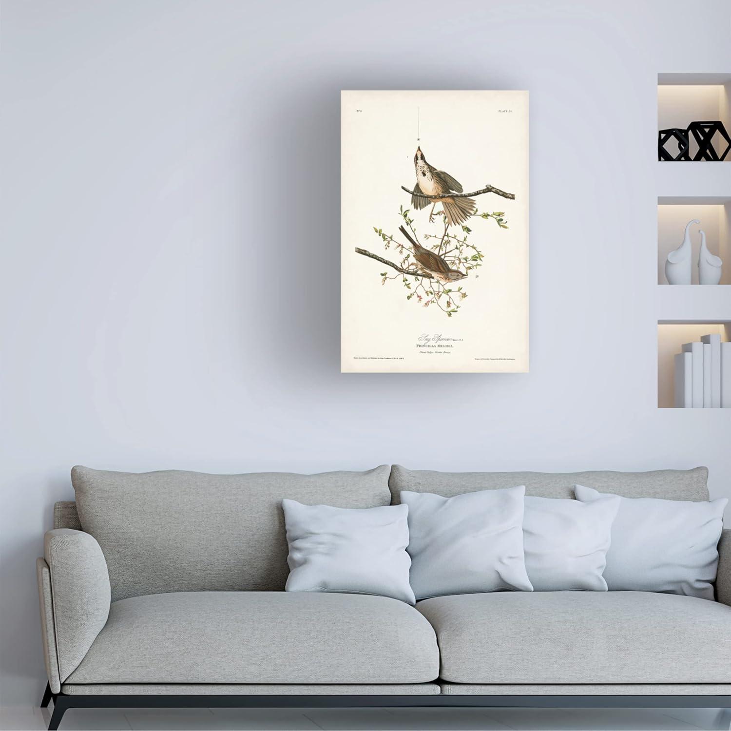 John James Audubon 'Song Sparrow' Canvas Art