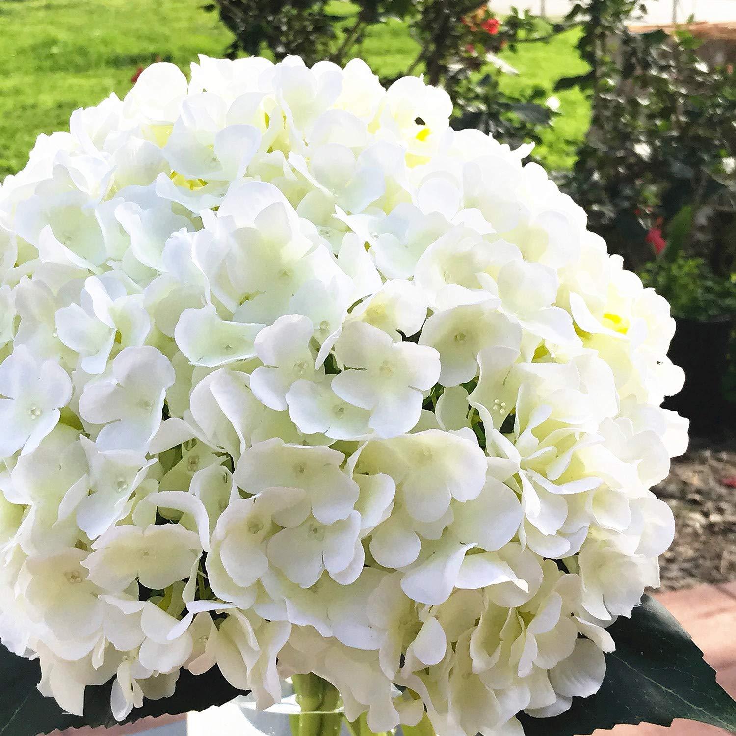 Enova Home Artificial Silk Hydrangea Flowers Arrangement in Clear Glass Vase with Faux Water (Cream)