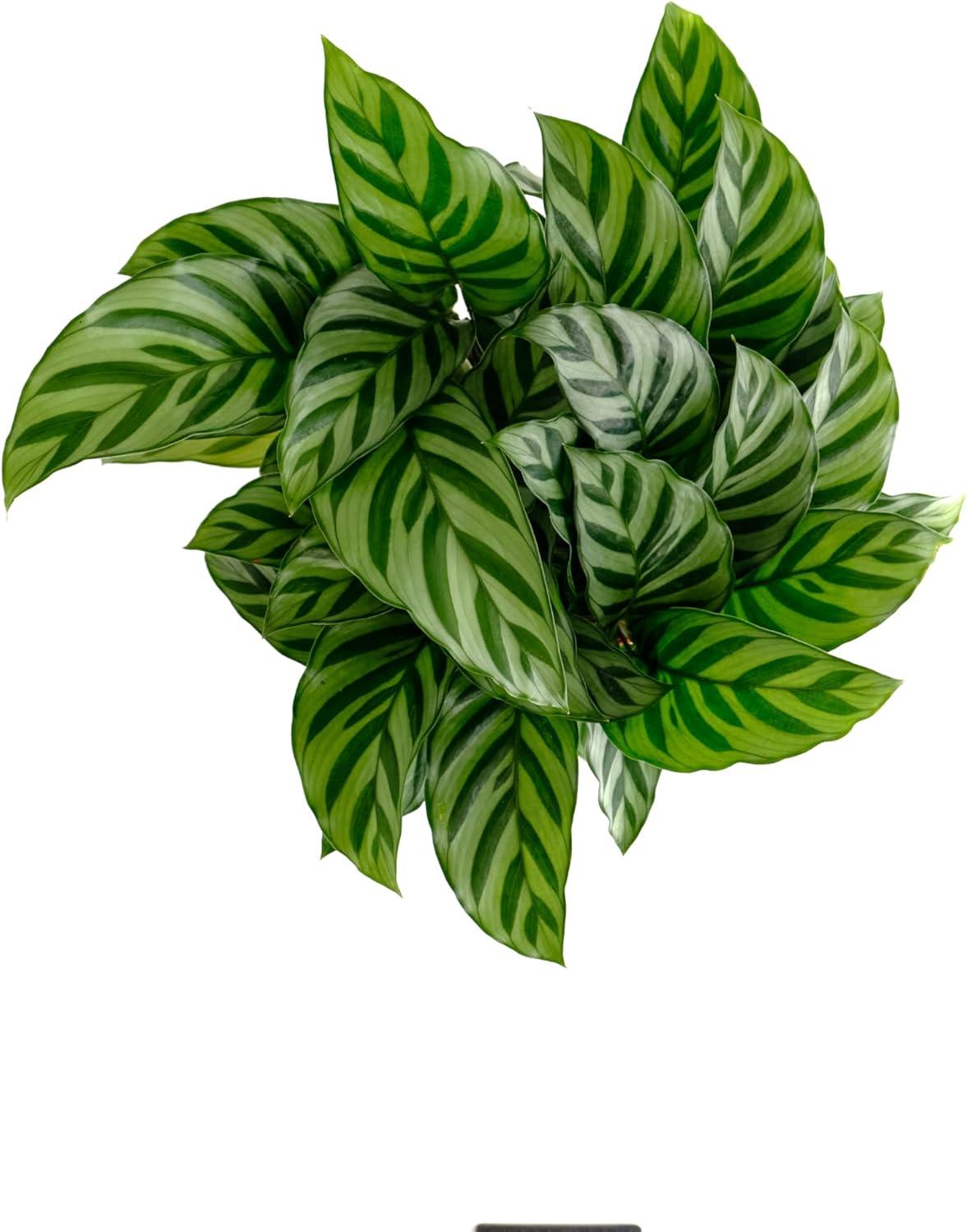 Shop Succulents Calathea Concinna Freddie, Live Indoor Plant, Easy Care Tropical Houseplant in Nursery Pot, Air Purifying Plant in Soil, Housewarming, Trendy Home Décor, 1-2 Feet Tall