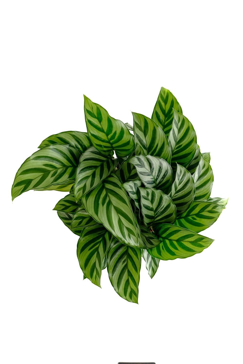 Shop Succulents Calathea Concinna Freddie, Live Indoor Plant, Easy Care Tropical Houseplant in Nursery Pot, Air Purifying Plant in Soil, Housewarming, Trendy Home Décor, 1-2 Feet Tall