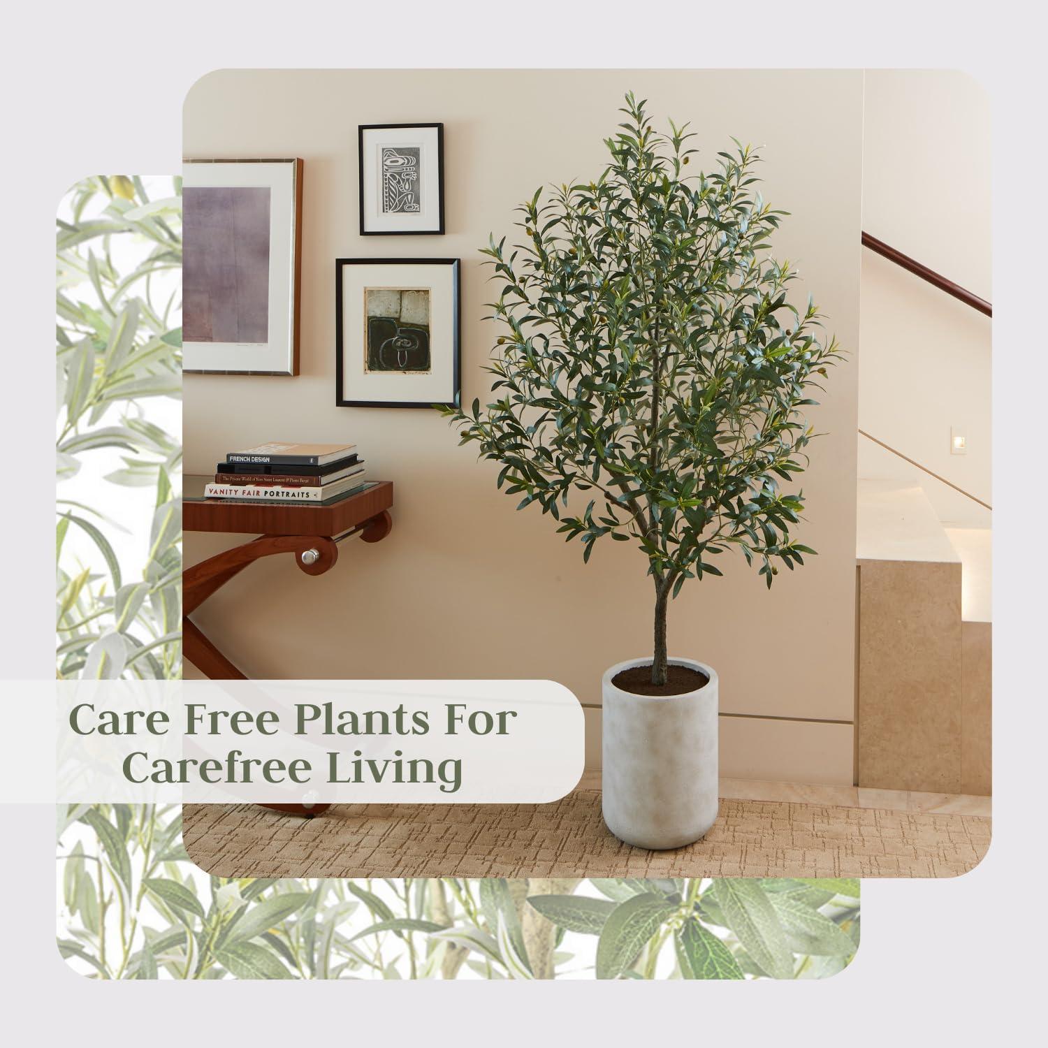 CG Hunter 7FT Olive Tree KD