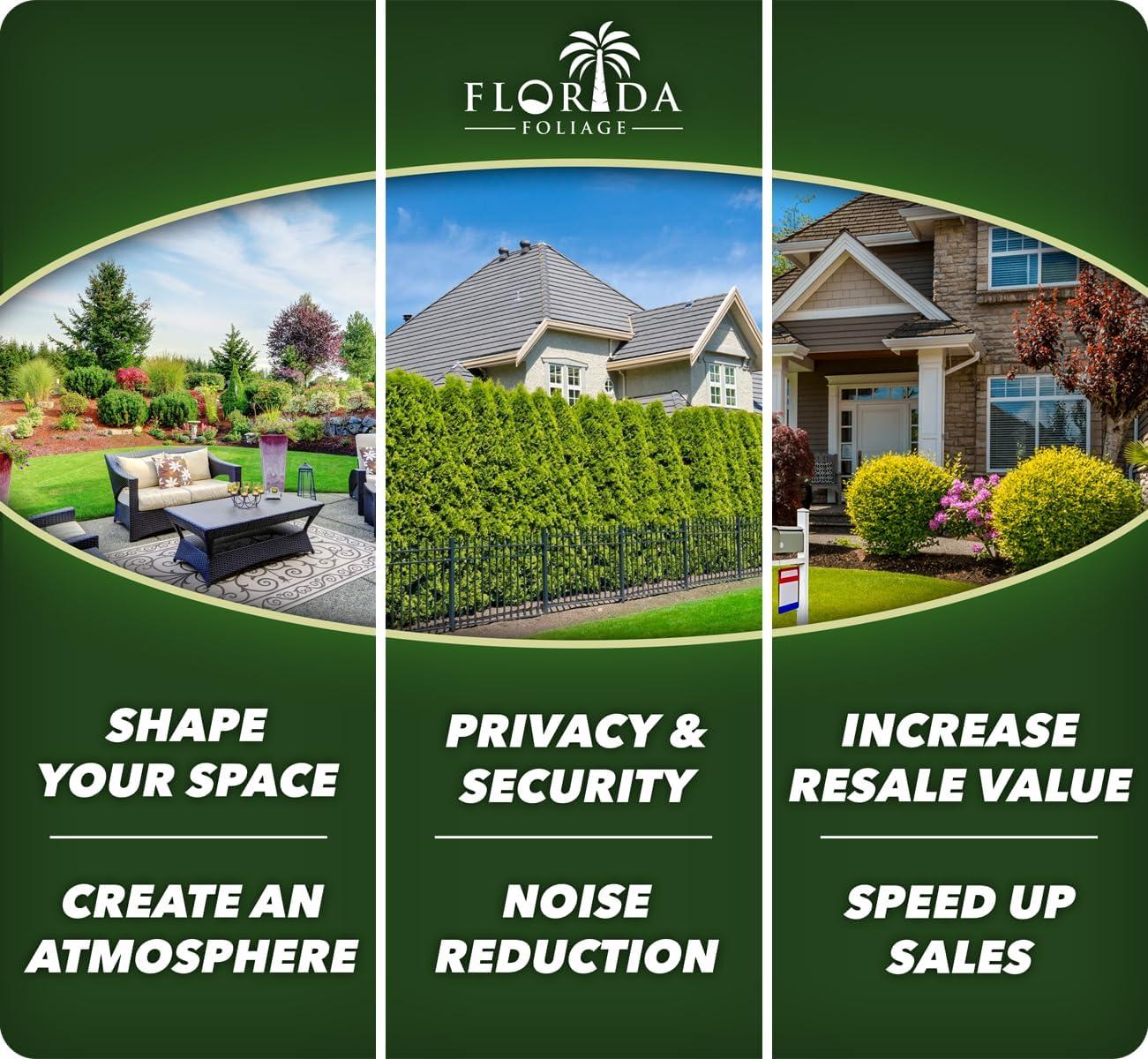 Star Confederate Jasmine | 3 Live Plants | Trachelospermum jasminoides | Flowering Vine Plants | Evergreen Ground Cover for Landscaping