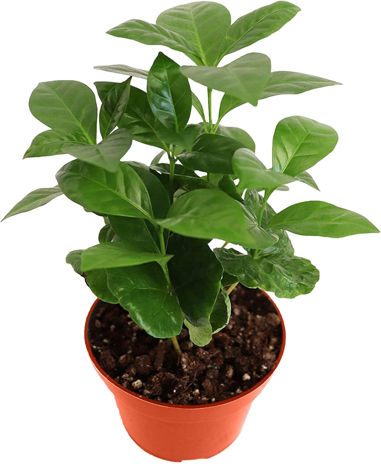 Arabica Coffee Plant in 4'' Pot for Indoor and Outdoor Use