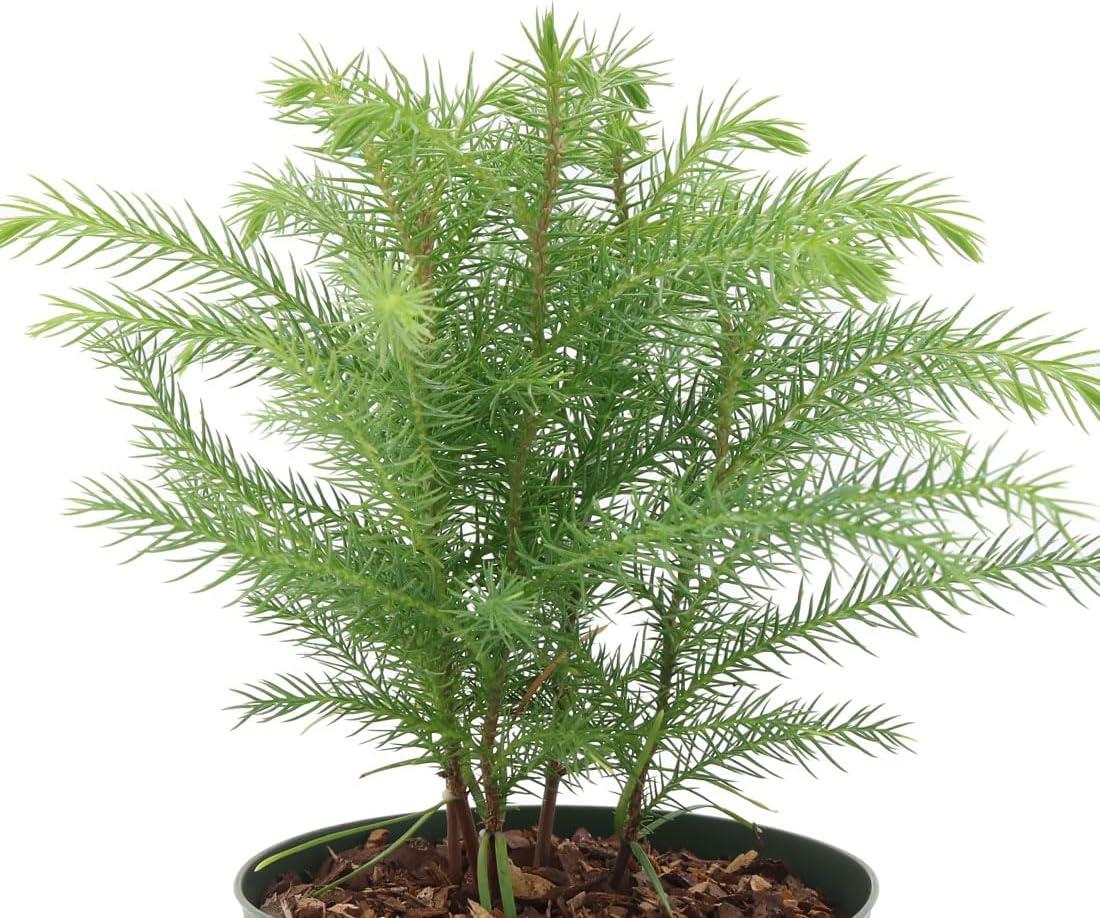 American Plant Exchange Norfolk Island Pine Tree, Pot, Tropical Evergreen