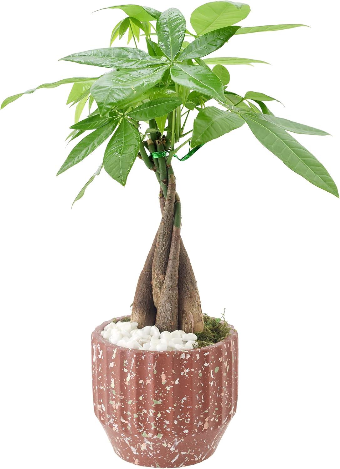 Arcadia Garden Products Live Money Tree (Pachira Aquatica) (Jade Plant) Plant in Ceramic Planter