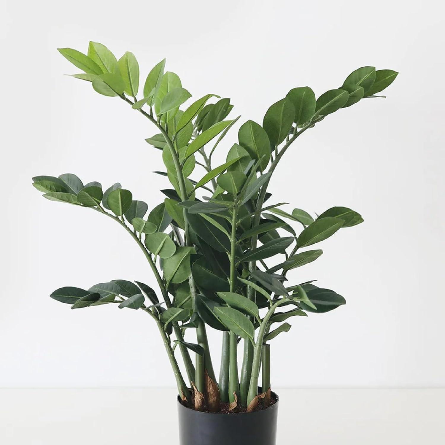 Artificial 30" Green Silk ZZ Plant in Black Pot