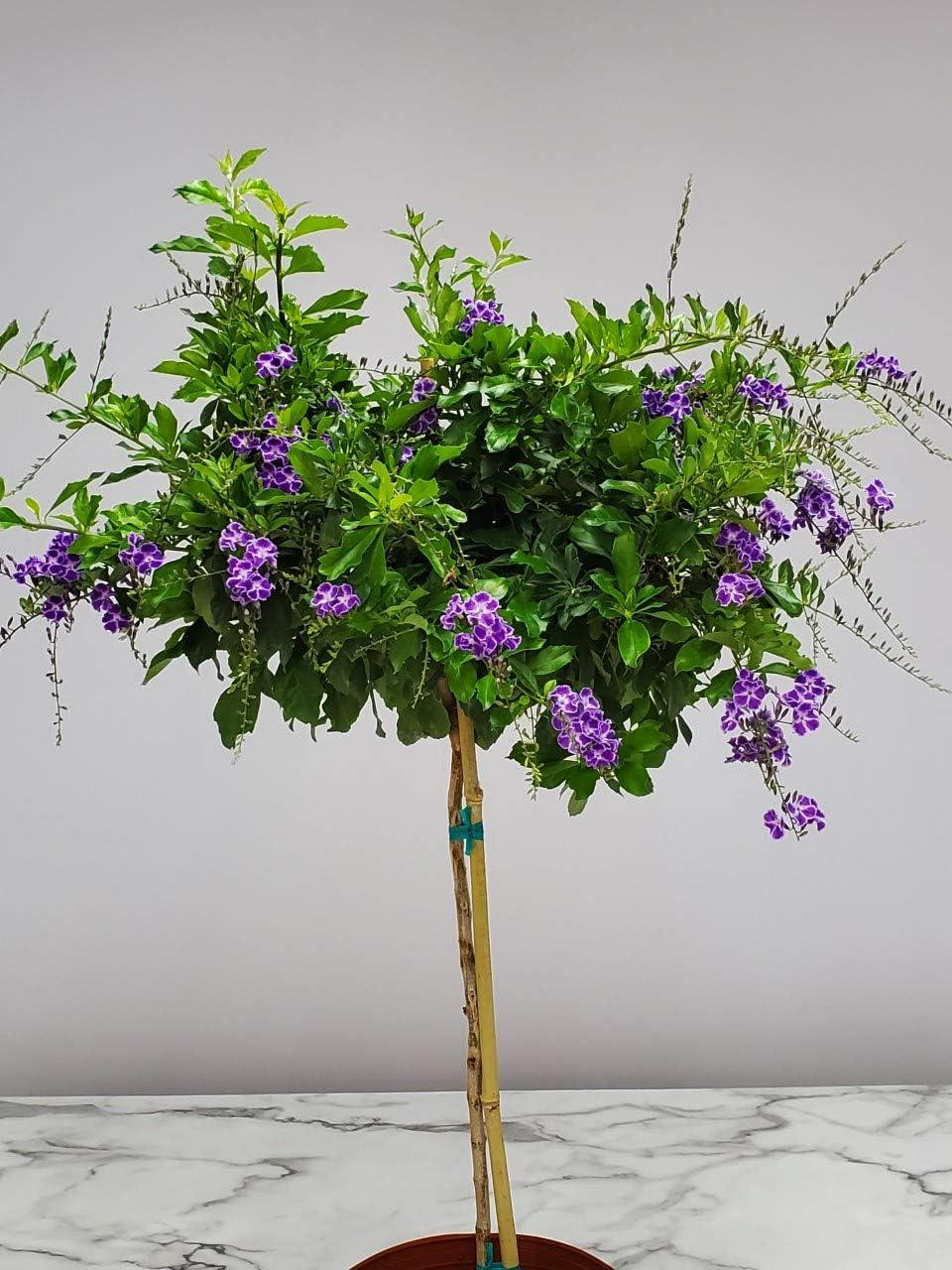 Sapphire Showers Duranta Tree with Purple Flowers in Nursery Pot