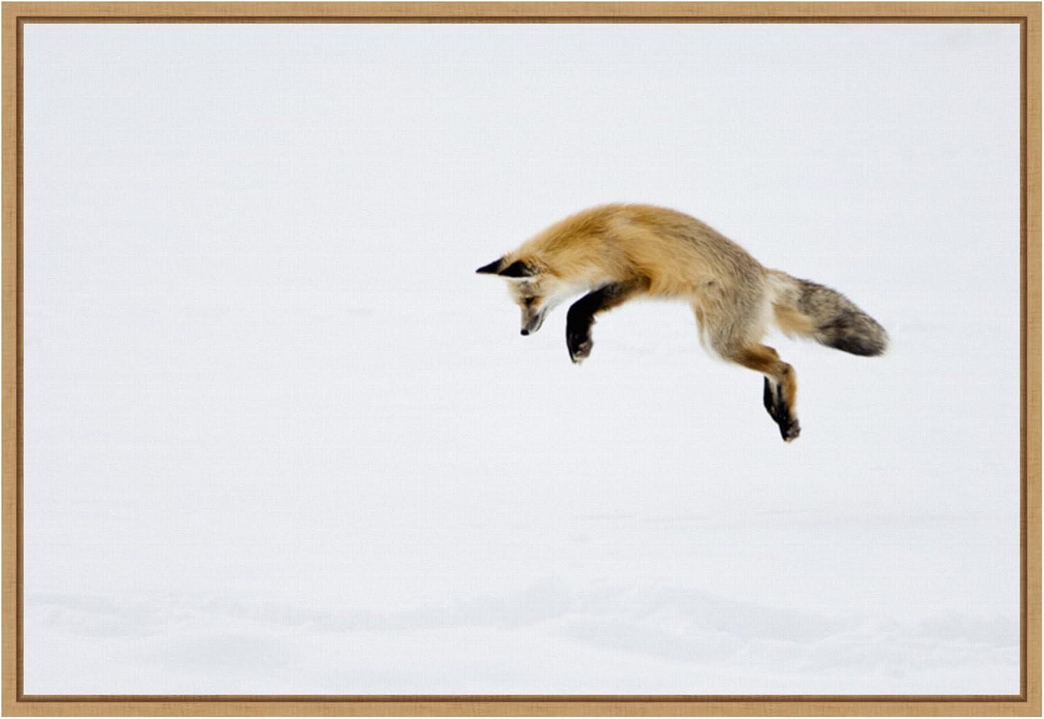 Amanti Art 23" x 16" Red Fox in Snow by Deborah Winchester Danita Delimont Framed Canvas Wall Art : Yellowstone Wildlife Scene