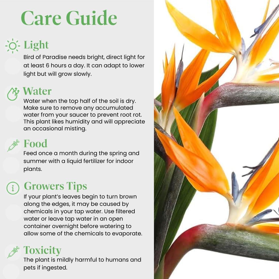 American Plant Exchange Orange Bird of Paradise, Large Live Indoor Plant, 10-Inch Pot, Flowering Houseplant