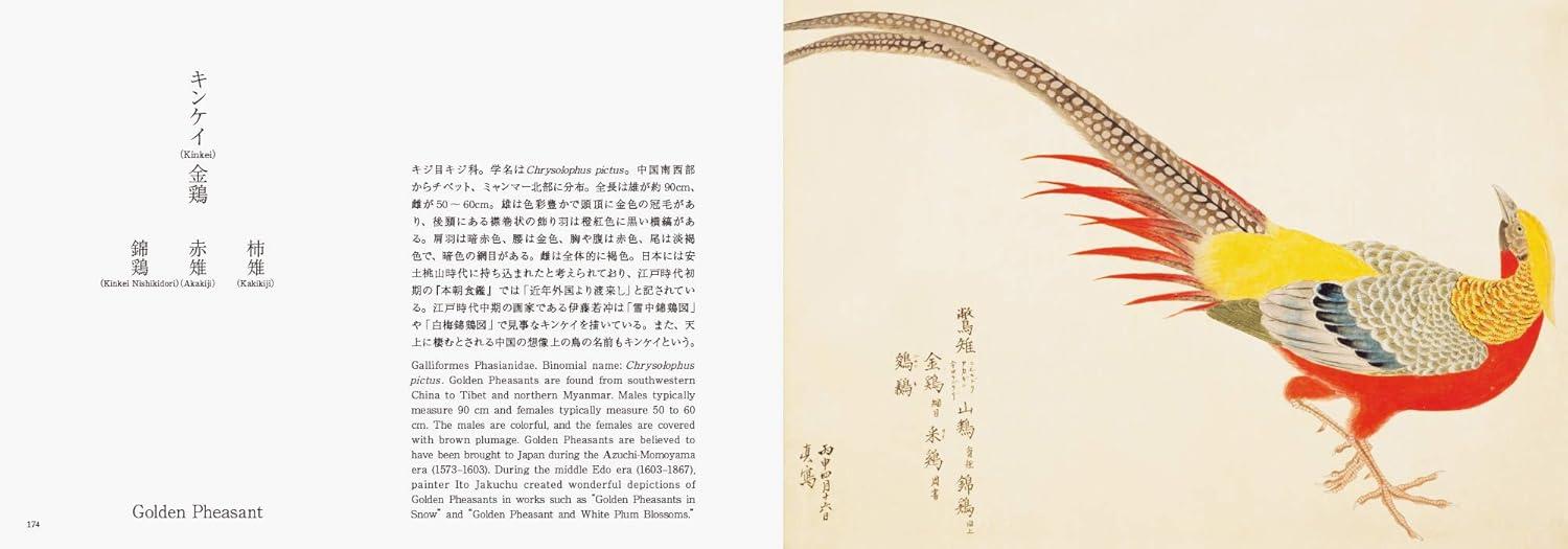 Birds of EDO - (Pie EDO Nature Illustration) by  Kazuhiko Tajima (Paperback)