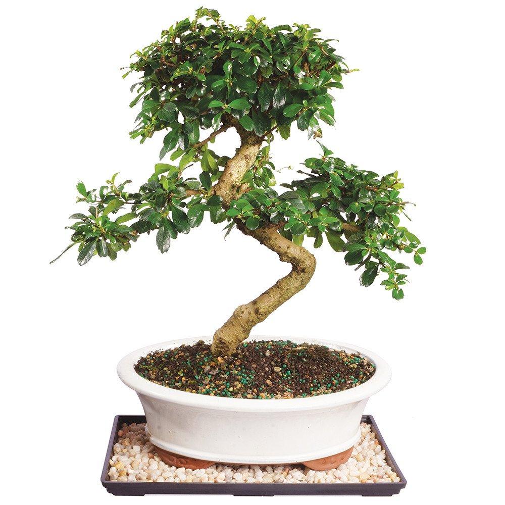 Brussel's Bonsai 1 Feet White Flowering Fukien Tea In pot (with soil)