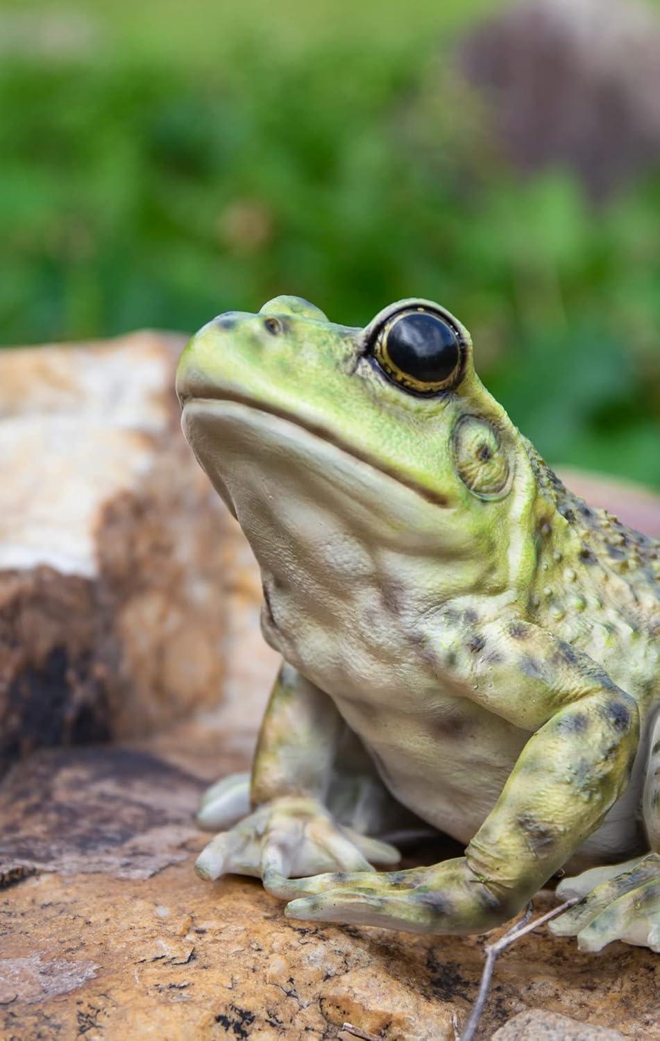 American Bullfrog