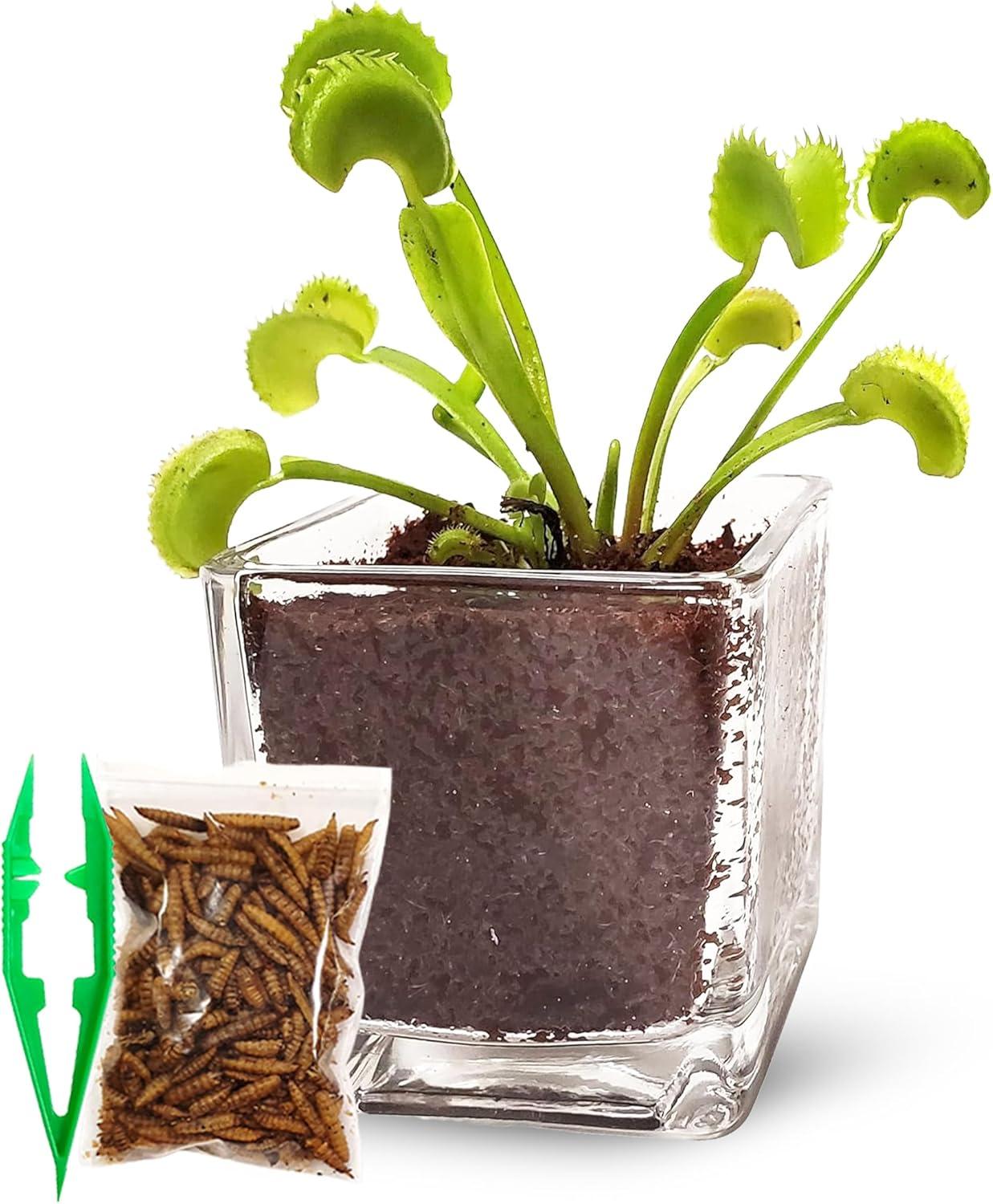 Venus Flytrap Live Plant Kit with Carnivorous Plant Food in 2.5" Glass Cube – Indoor Bug-Eating Plant with Tweezers & Sphagnum Moss – Educational Gift Fly Trap