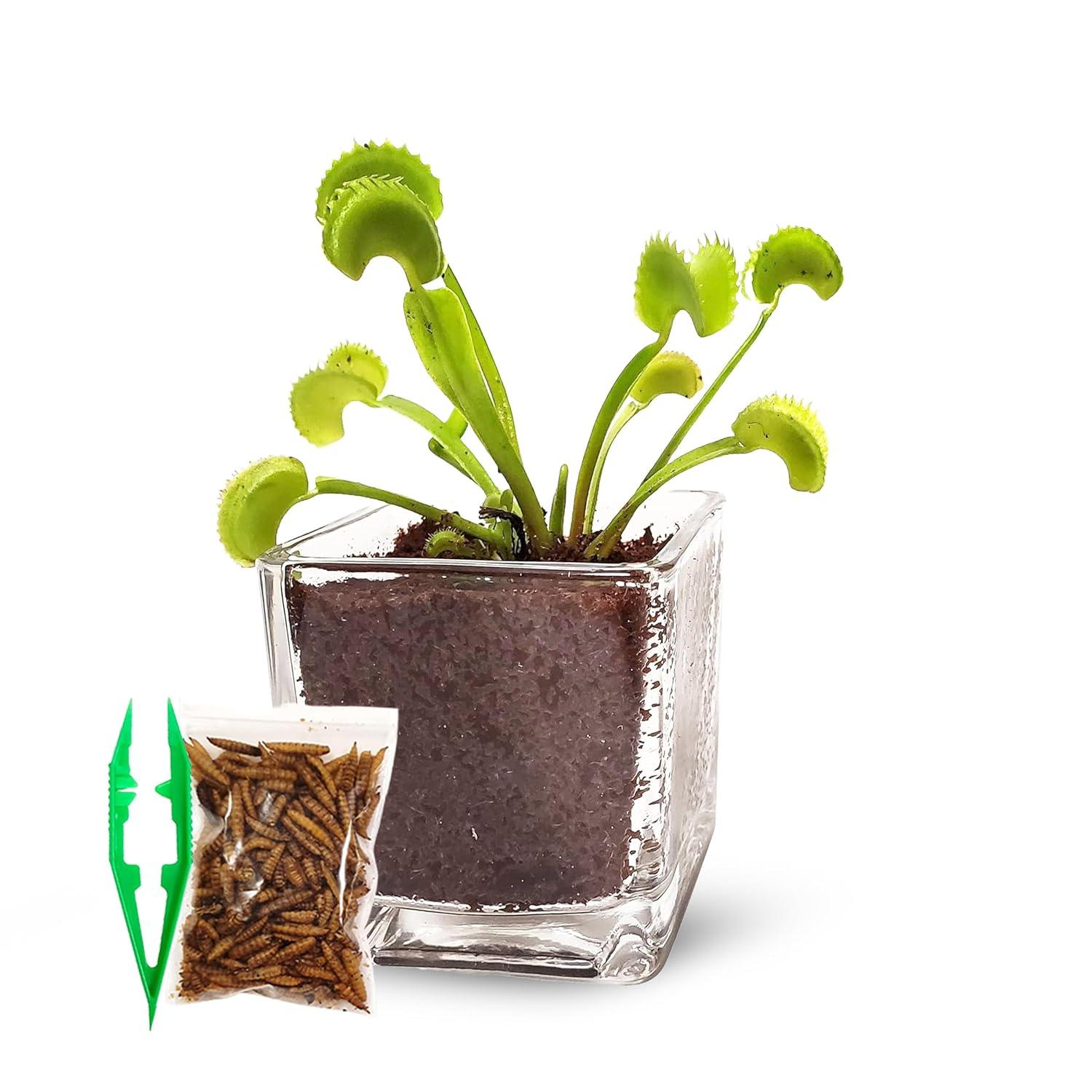 Venus Flytrap Live Plant Kit with Carnivorous Plant Food in 2.5" Glass Cube – Indoor Bug-Eating Plant with Tweezers & Sphagnum Moss – Educational Gift Fly Trap