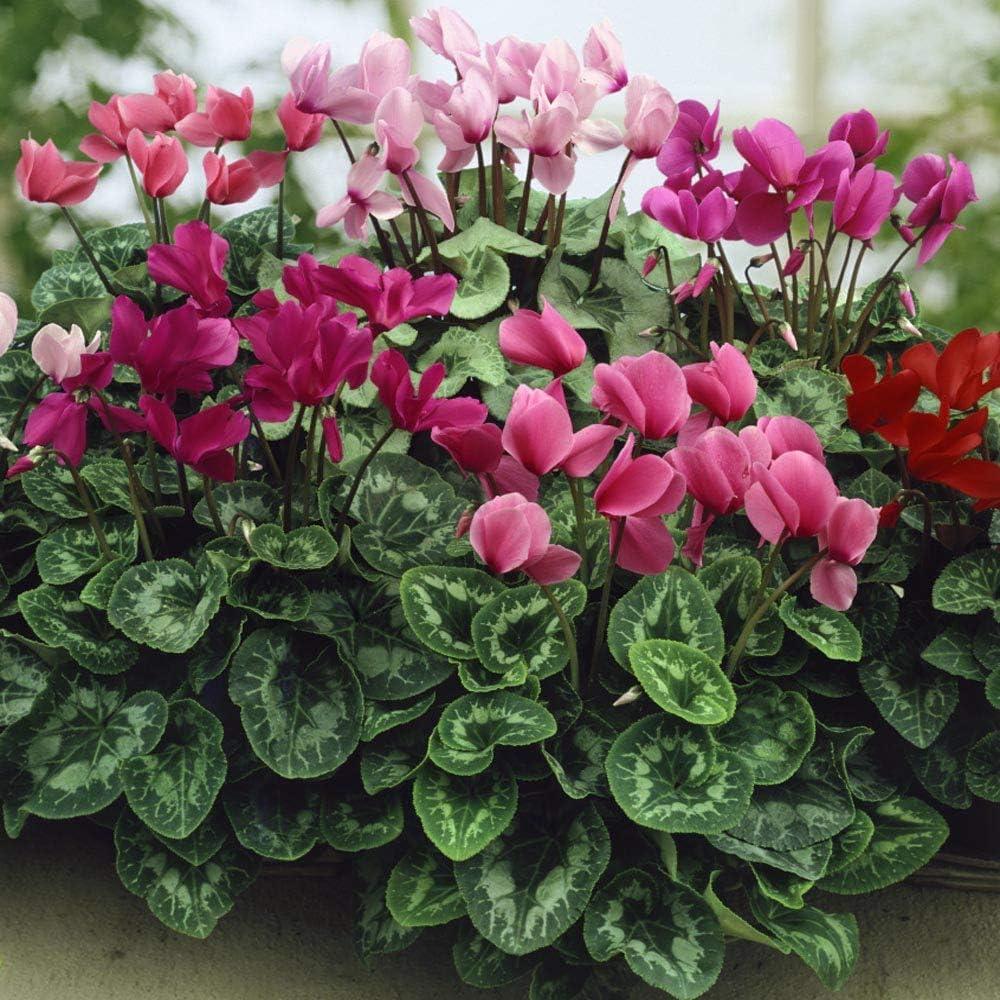 Outsidepride Annual Cyclamen Persicum for Partial Shade - 100 Seeds