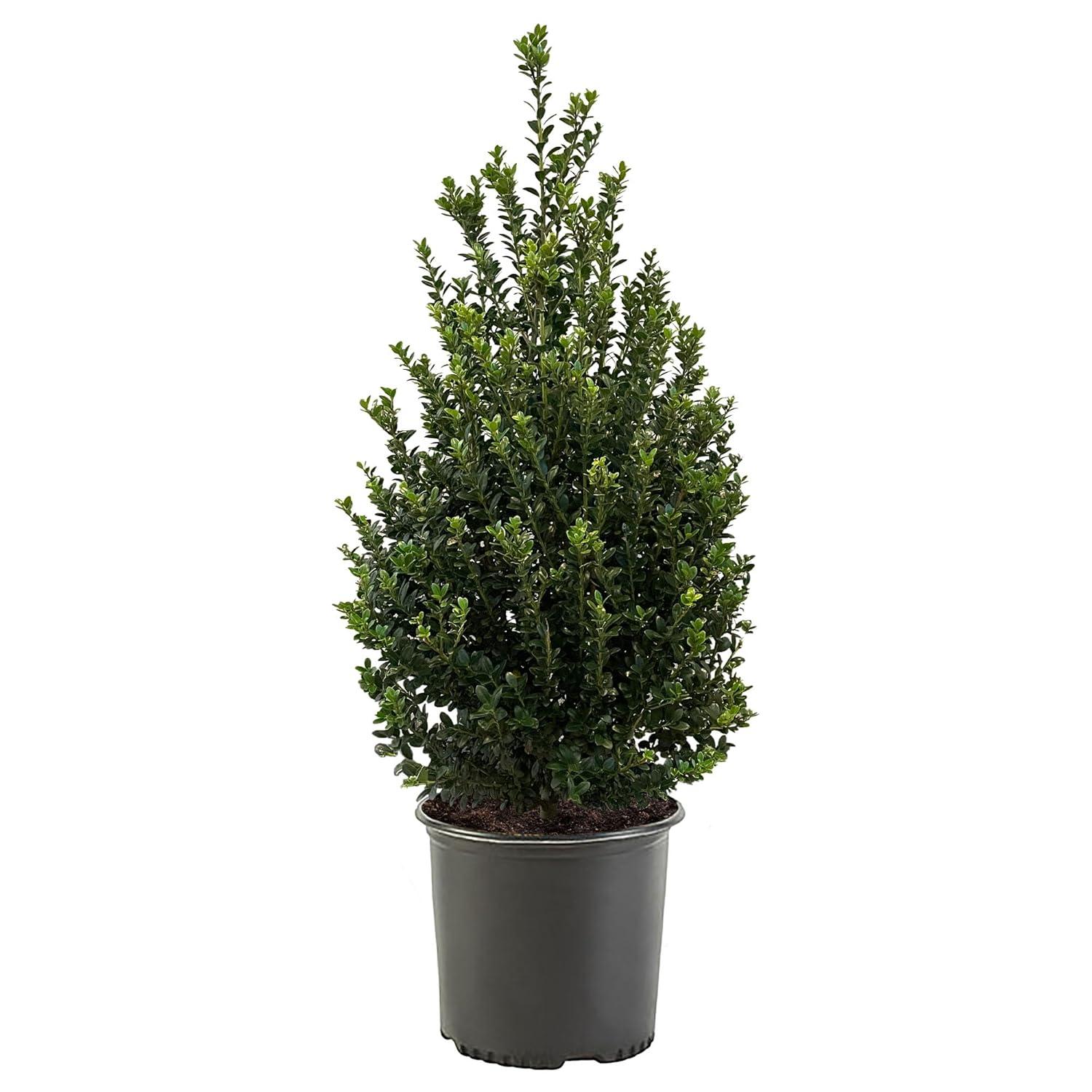 Expert Gardener 3 Gallon Holly Steeds Upright Japanese (Ilex) Live Shrub