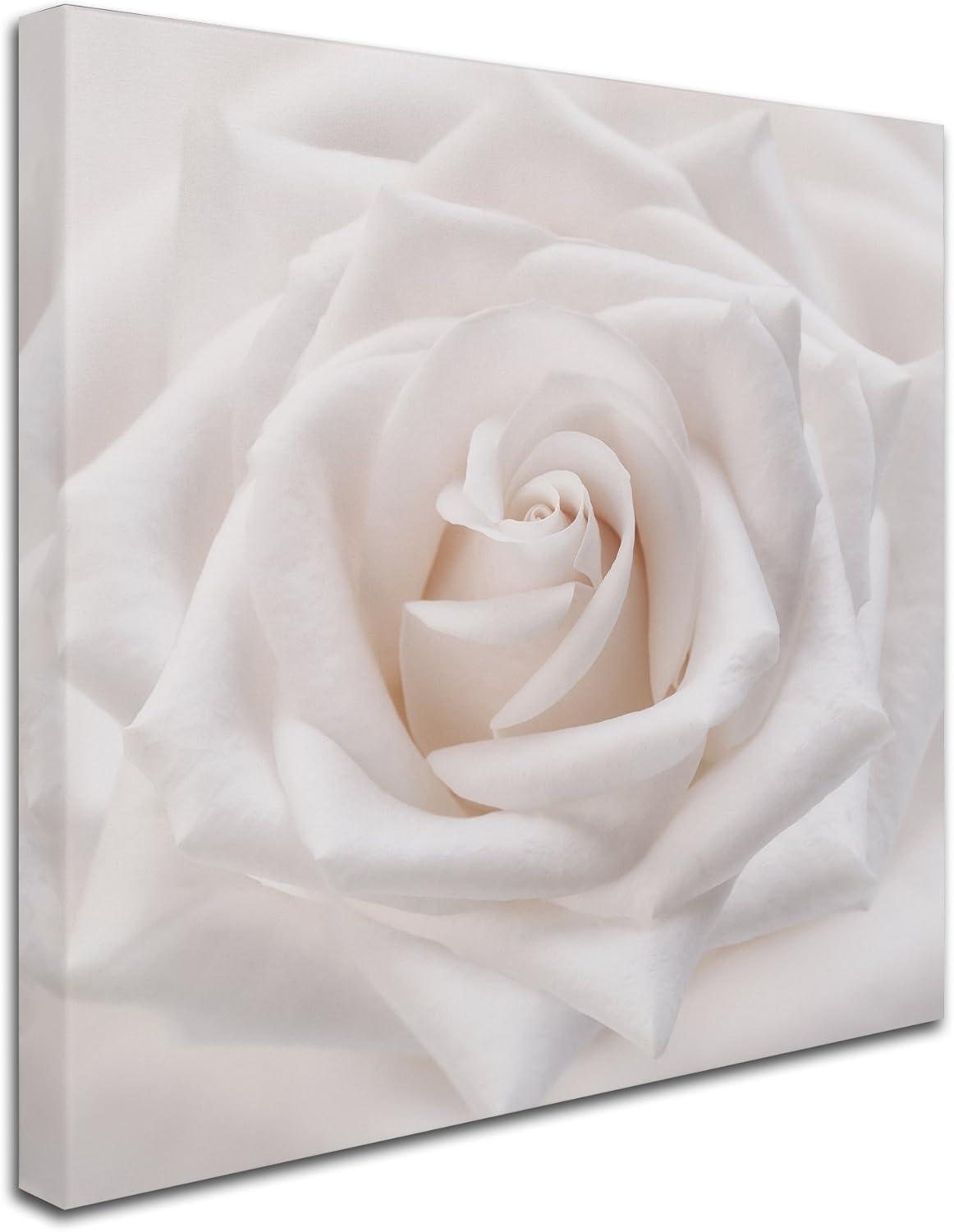 Trademark Fine Art -Cora Niele 'Soft White Rose' Canvas Art