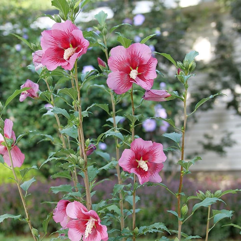 2 Gallon Red Pillar Hibiscus with Dark Pink Flowers