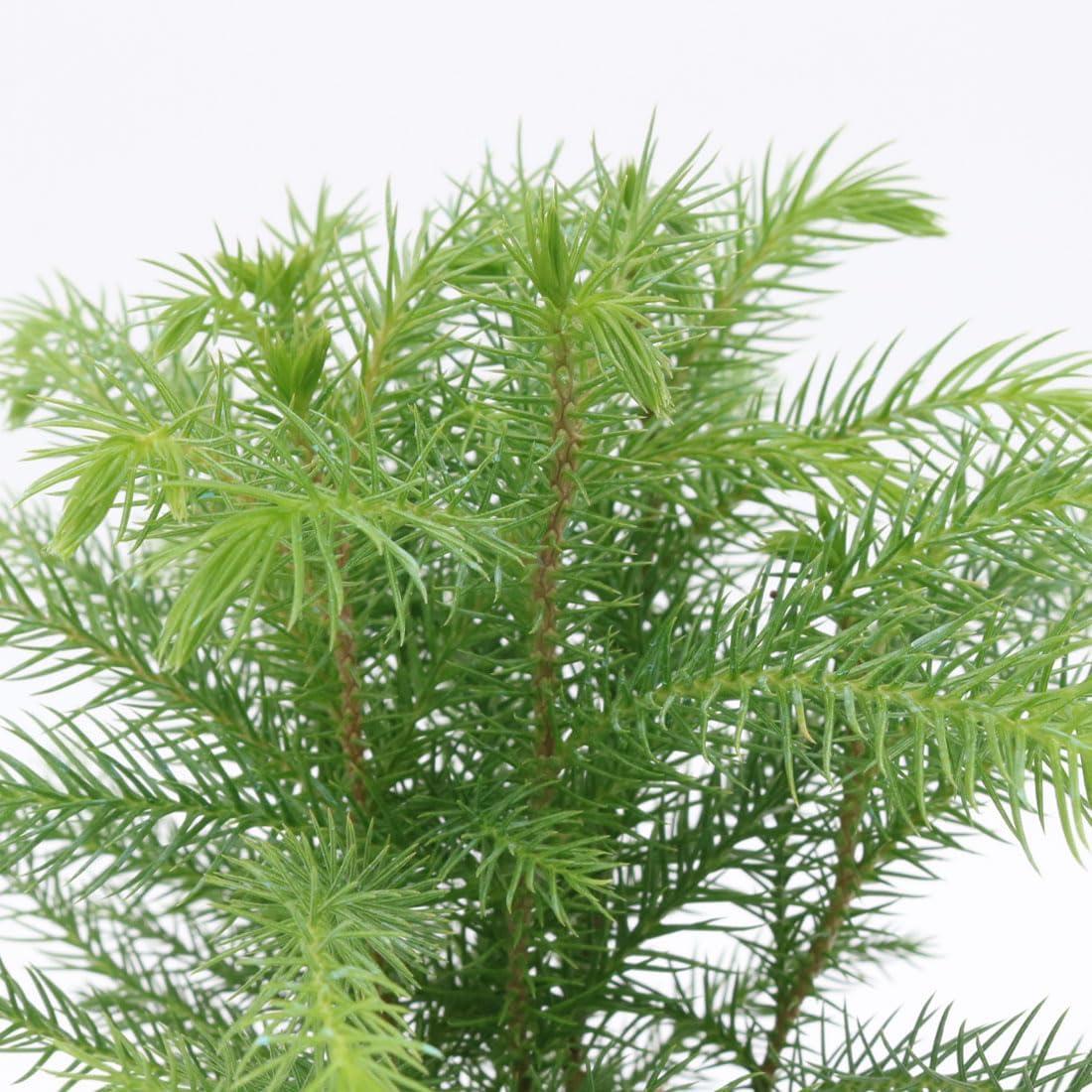 American Plant Exchange Norfolk Island Pine Tree, Pot, Tropical Evergreen