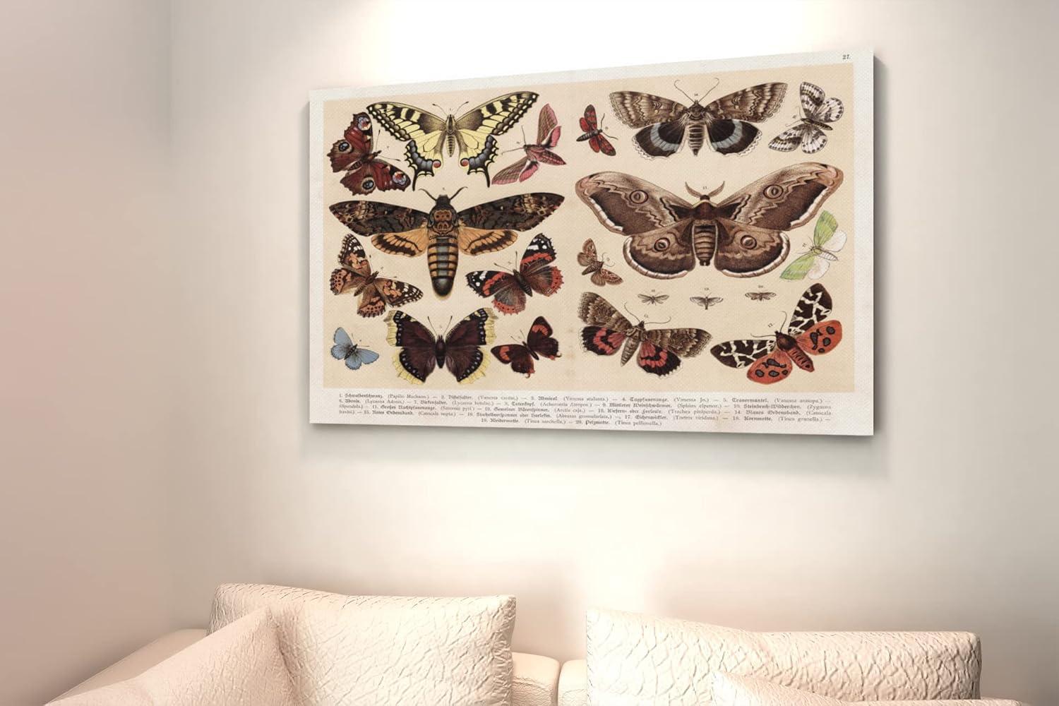 Moths and Butterflies 1888 Vintage Illustration Insect Wall Art of Moths and Butterflies butterfly Illustrations Insect Moth Cool Wall Art Print Poster 18x12