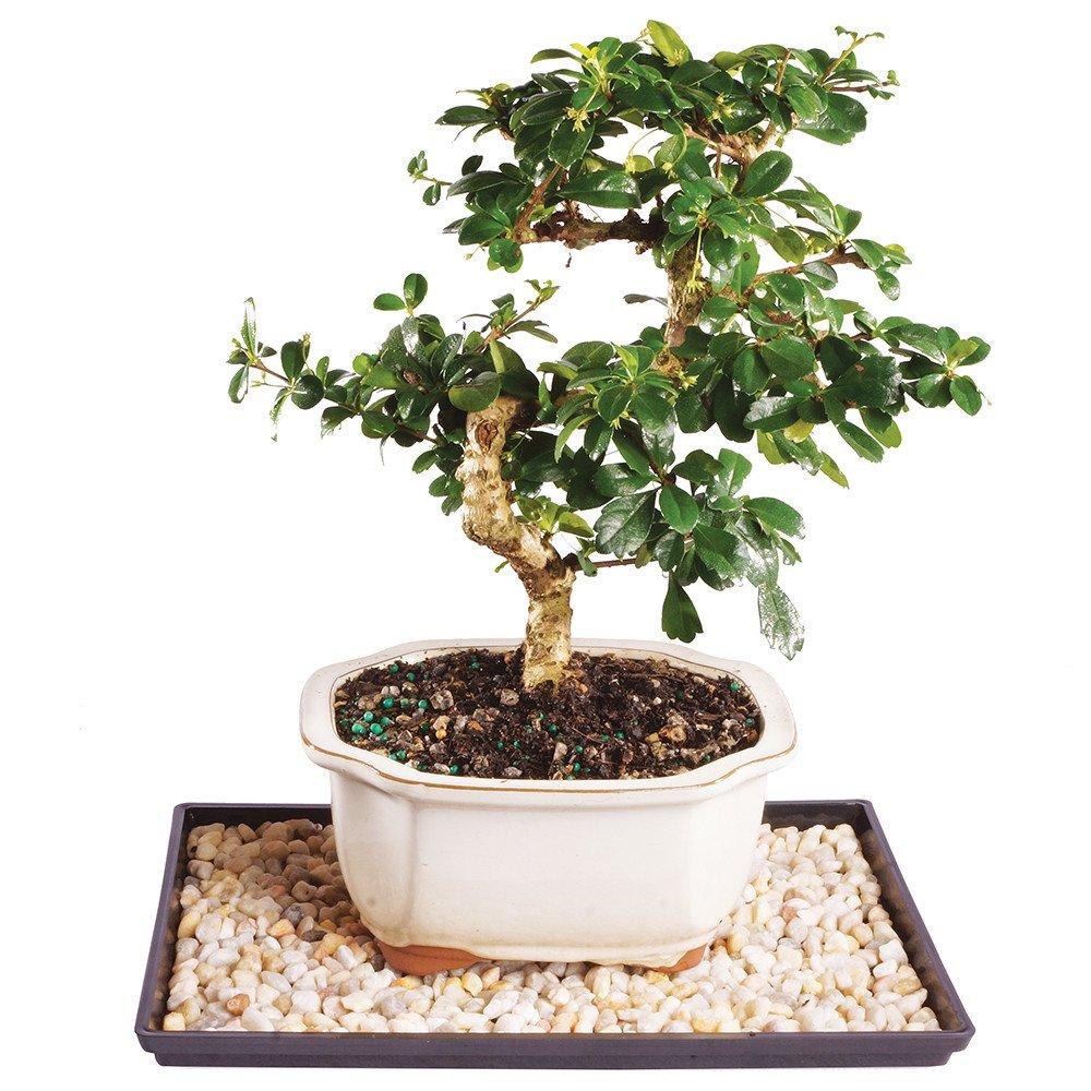 Brussel's Bonsai 1 Feet White Flowering Fukien Tea In pot (with soil)