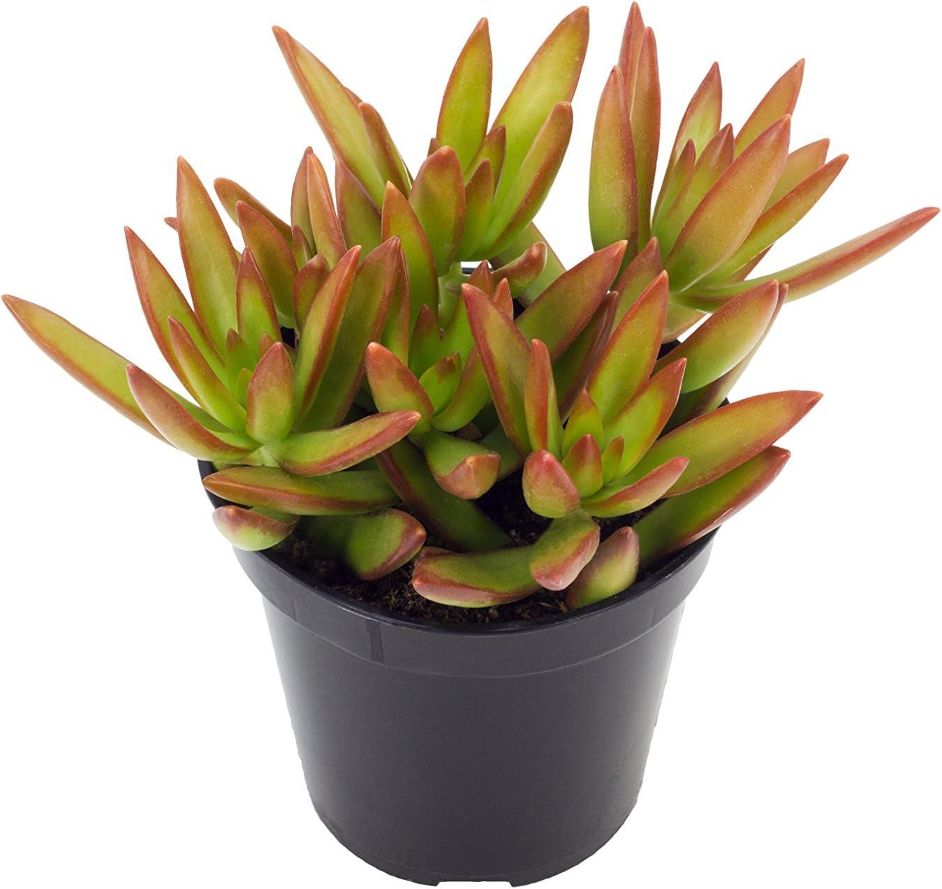 Altman Plants Live Succulent Plants 4-Pack - Desert Fire House Plant Mix - Full Sun - 2.5-Inch Pots