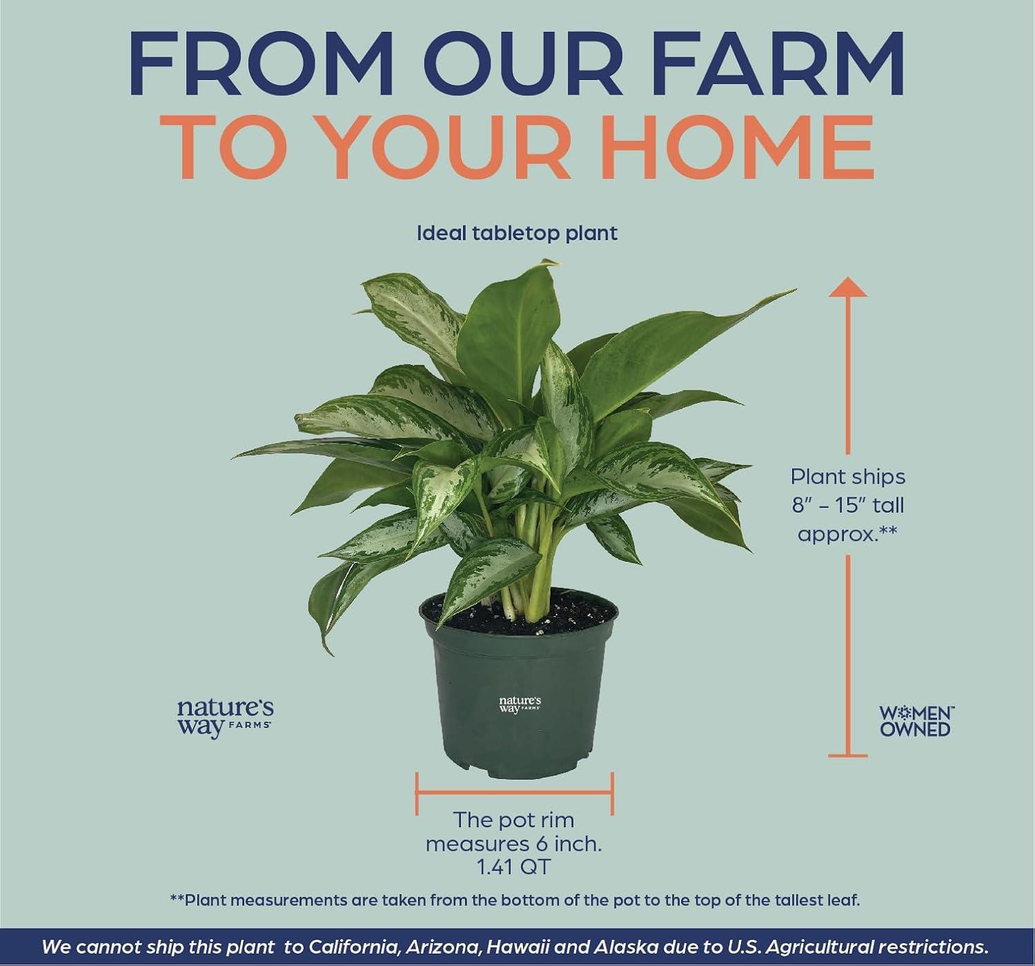 Nature's Way Farms Aglaonema Crystal Bay (8-15 inches tall) in Growers Pot