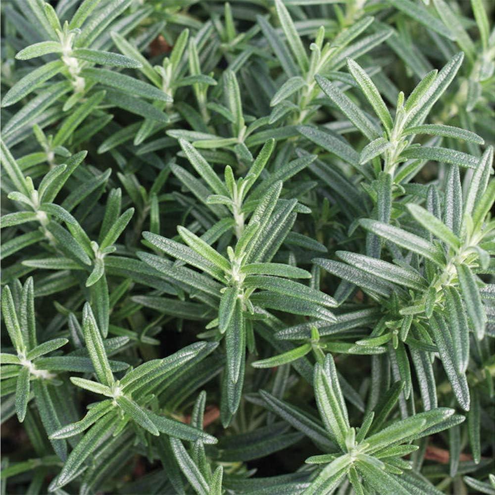 American Plant Exchange American Plant Exchange Rosemary Tuscan Blue, 6-Inch Pot , Live Fragrant Houseplant, Aeromatic Cooking Spice for Home and Garden