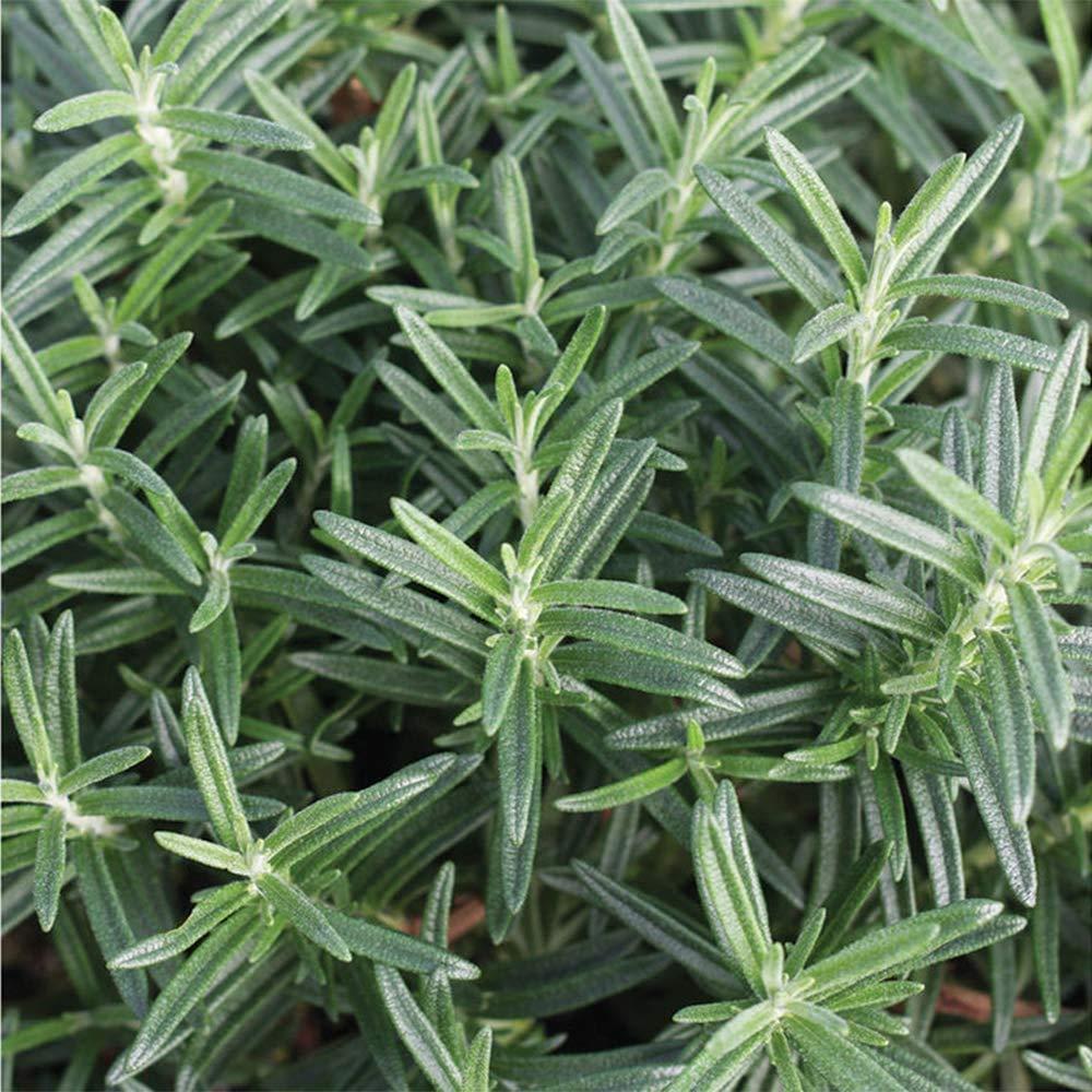 American Plant Exchange American Plant Exchange Rosemary Tuscan Blue, 6-Inch Pot , Live Fragrant Houseplant, Aeromatic Cooking Spice for Home and Garden