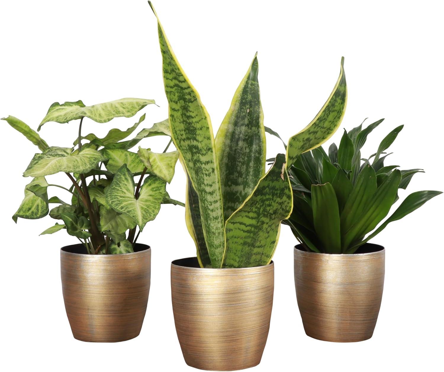 Thorsen's Greenhouse Live Low Light Houseplant Set of 3