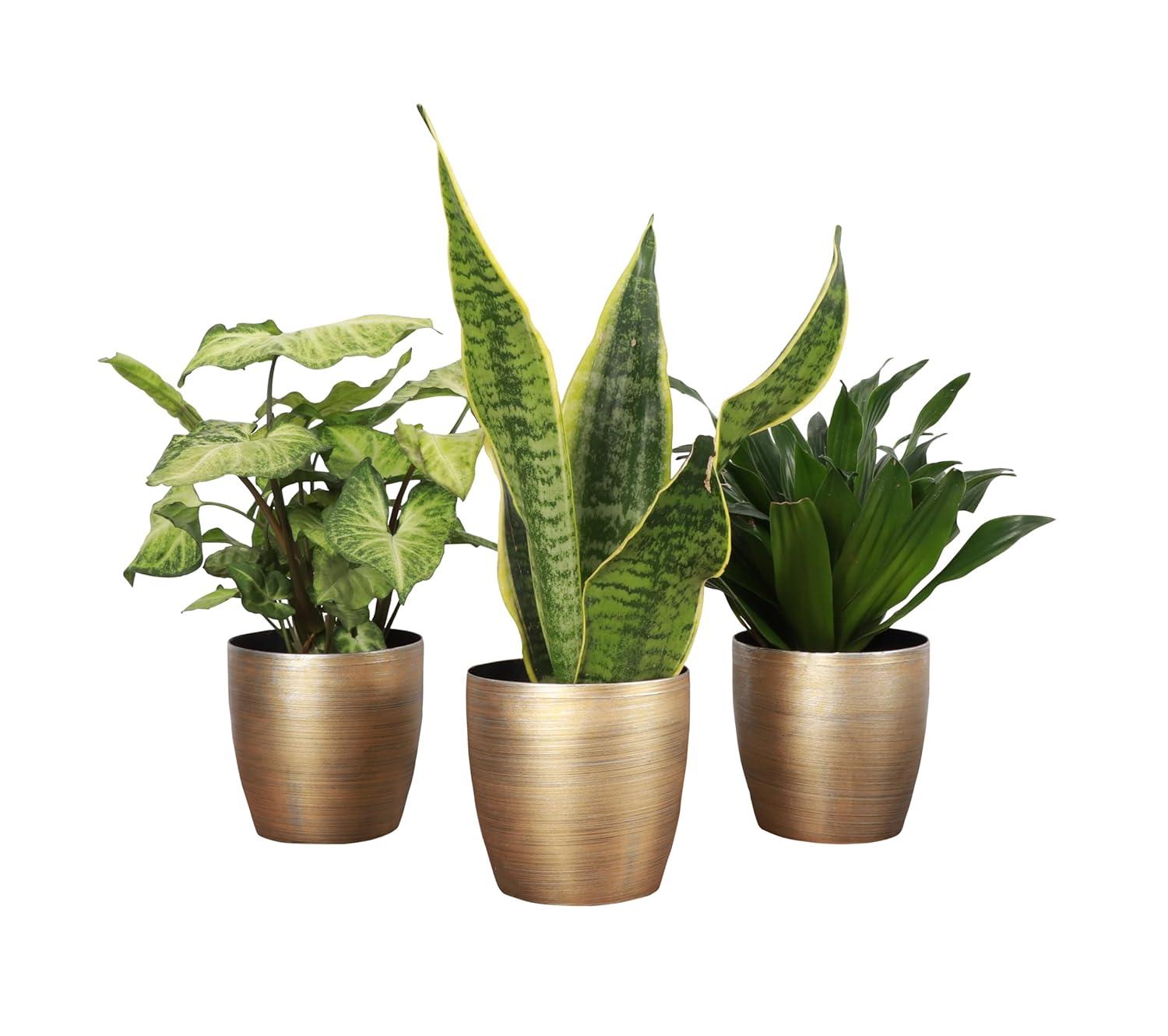 Thorsen's Greenhouse Live Low Light Houseplant Set of 3