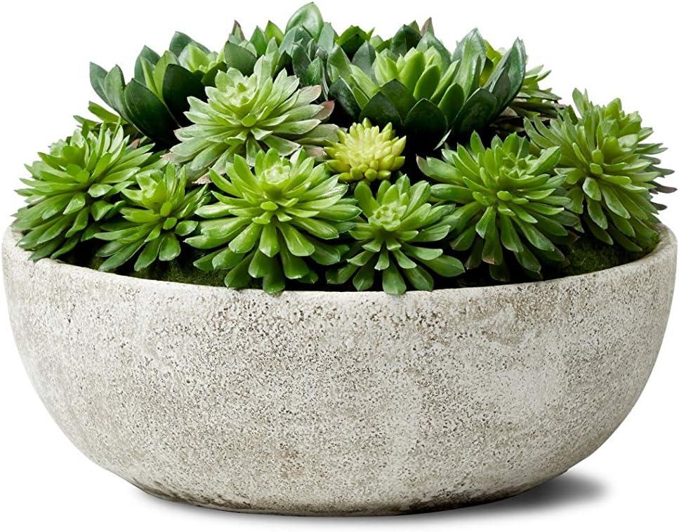 Echeveria Succulent Mix in Round Gray Plastic Bowl