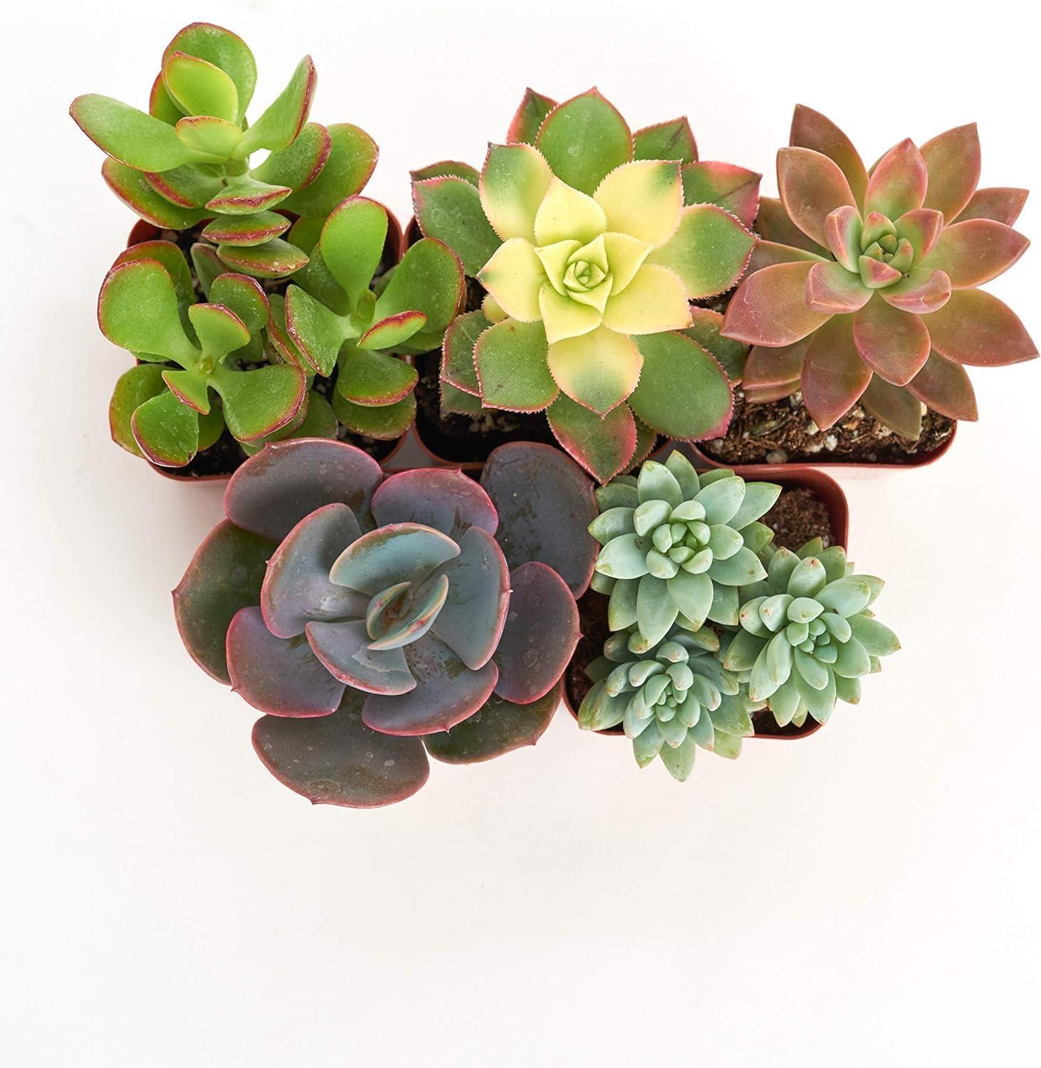 Assorted 2-Inch Mini Succulent Plant Pack in Multicolor Pots