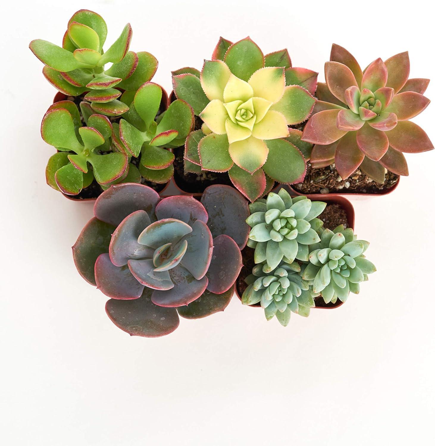 Unique Mix Live Succulents in Soil Hand Selected Variety (5-Pack)